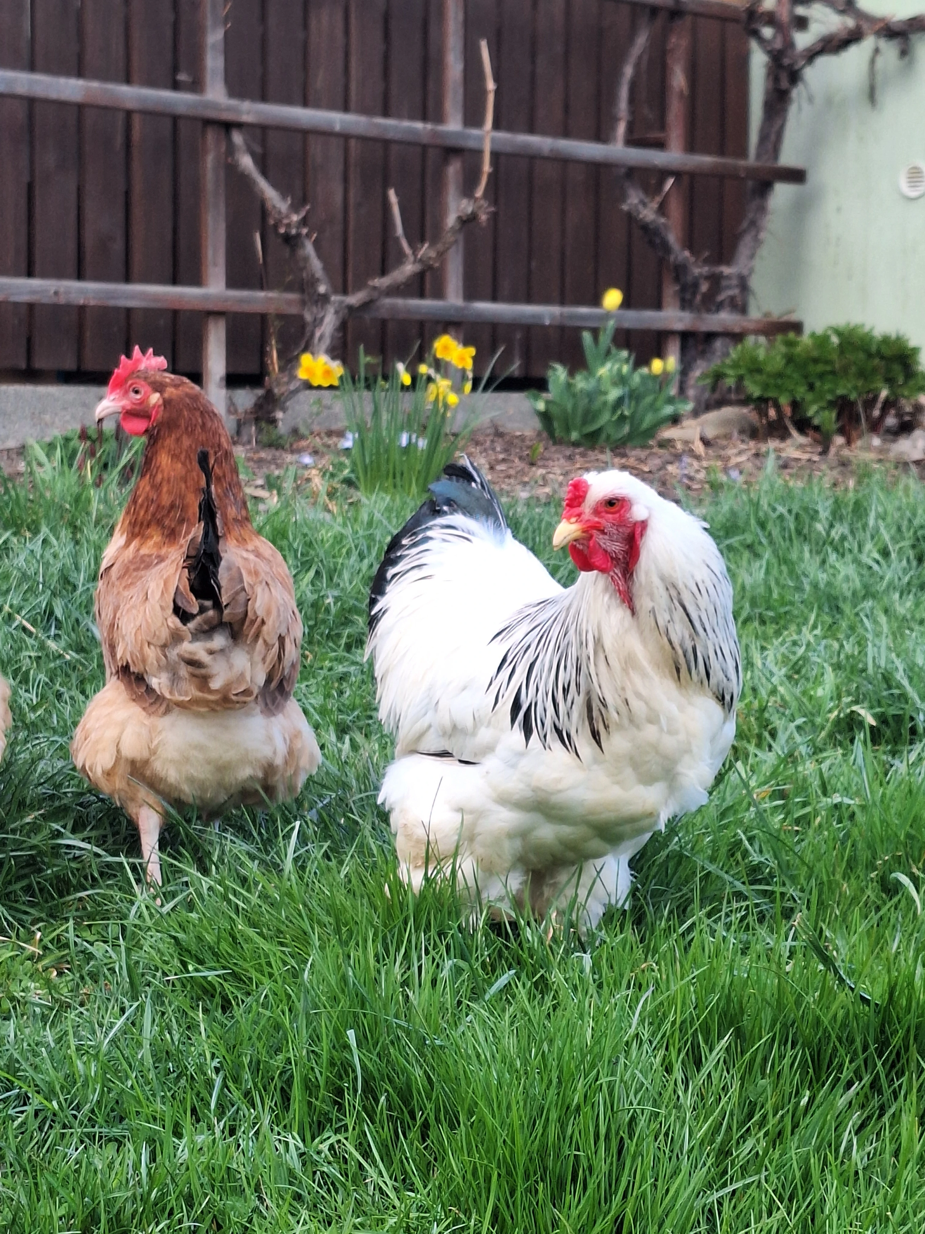 1.0 zdr. Brahmánka bílá kolumbijská