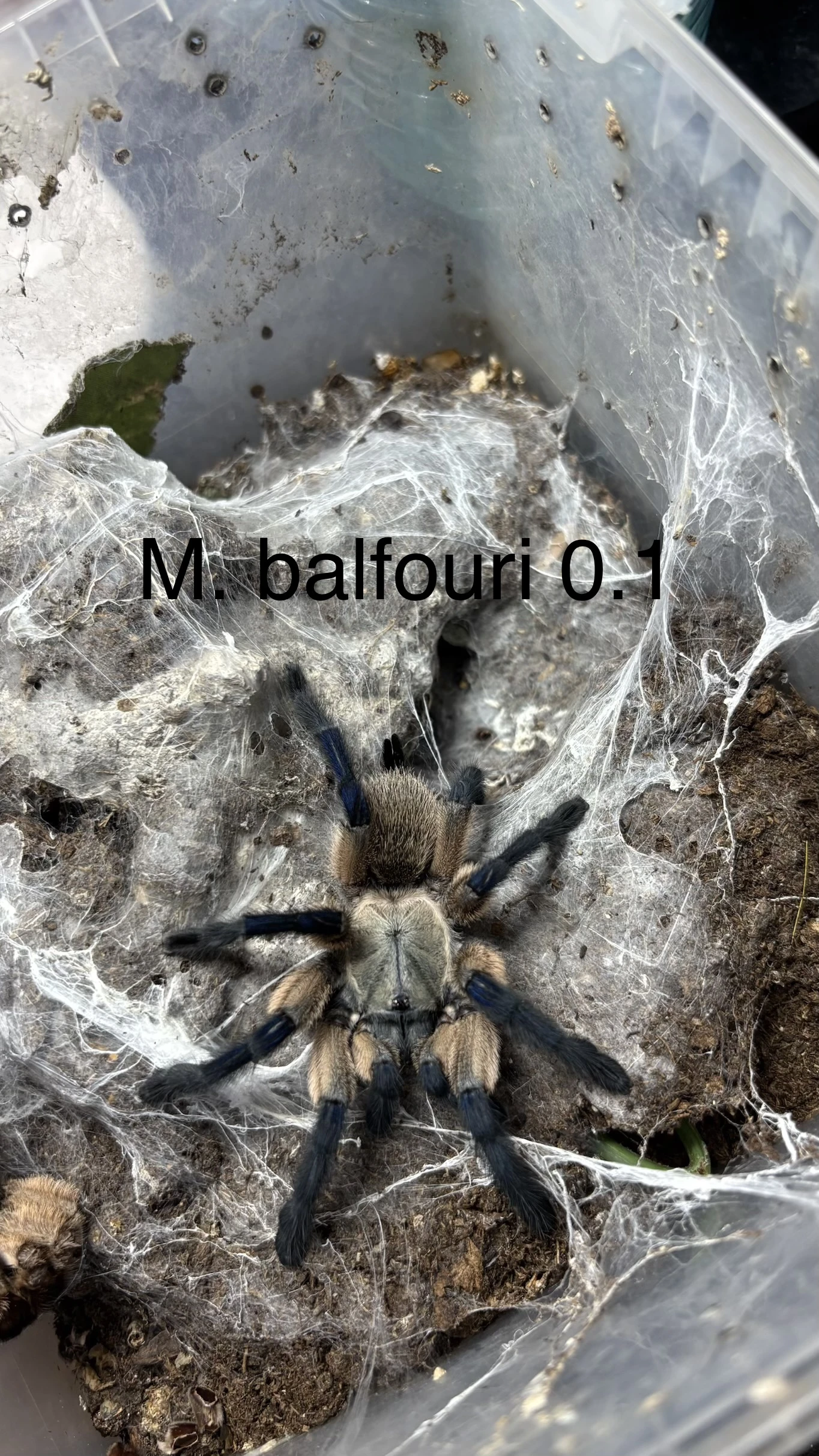 Sklípkani - aktuální nabídka 21.4.