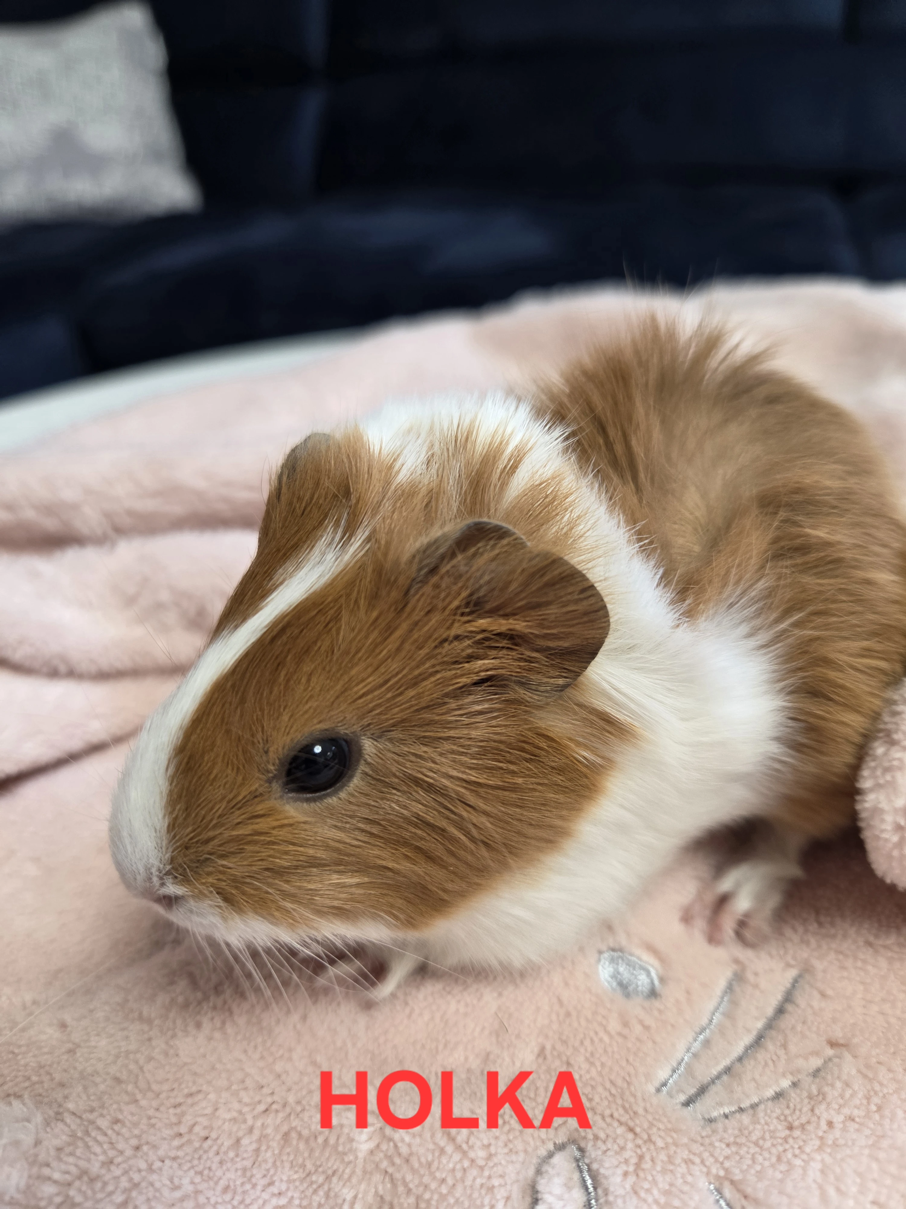 Naše roztomilá morčátka  3x morče