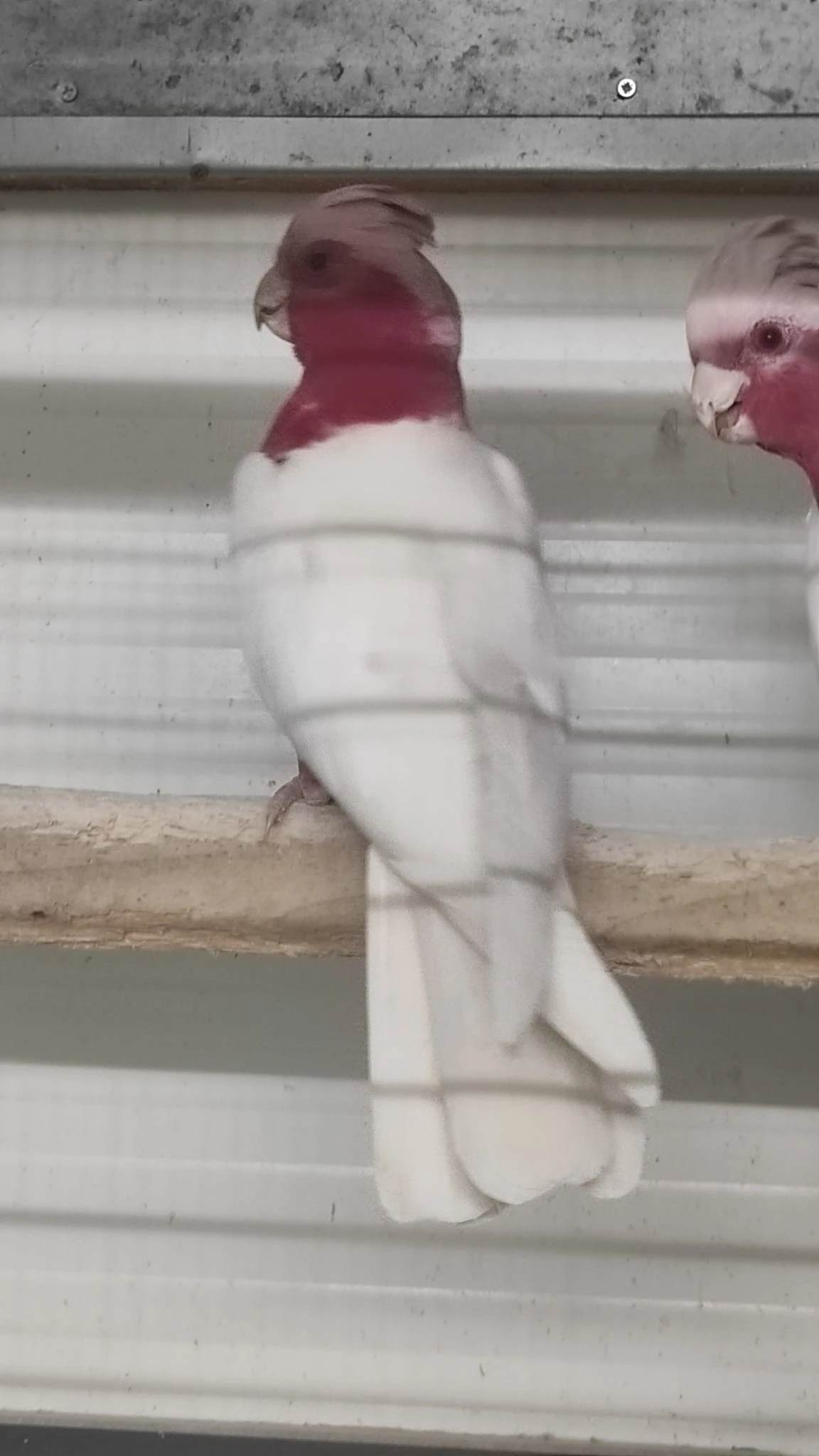 Kakadu růžový lutino