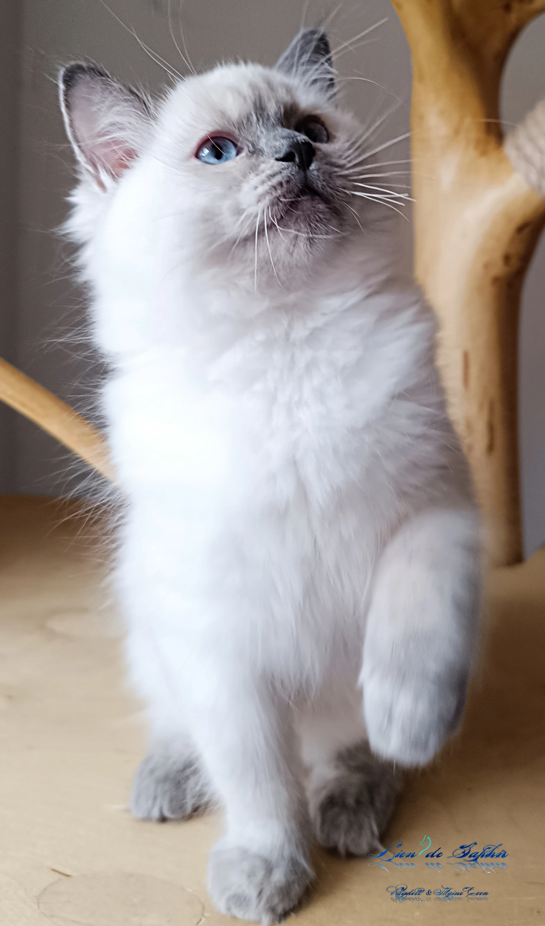 Ragdoll kotě - holčička s PP