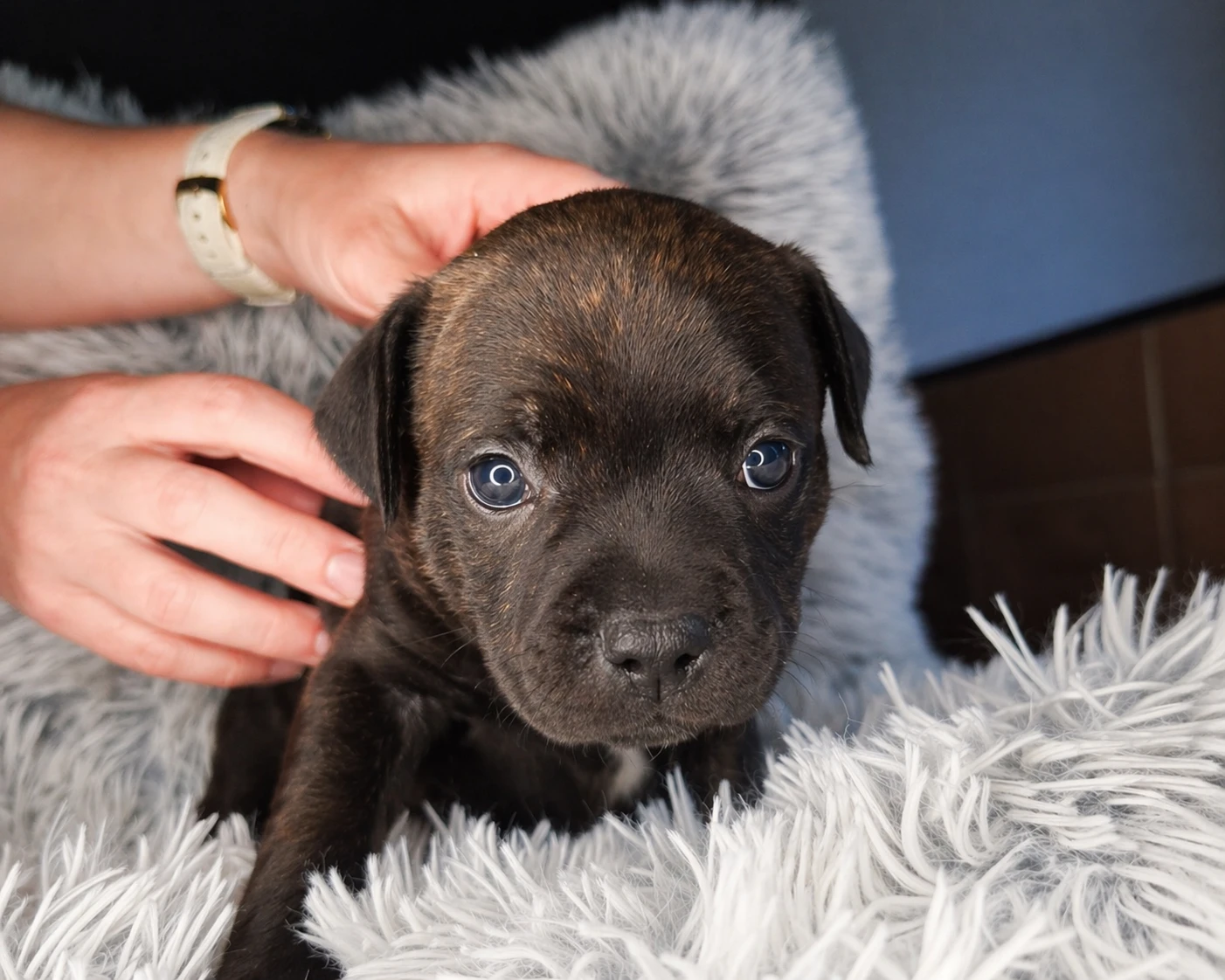 Volný pejsek stafordšírský bulteriér