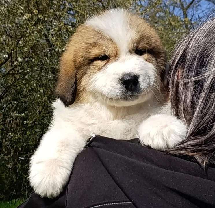 Pyrenejský horský pes chlupáči