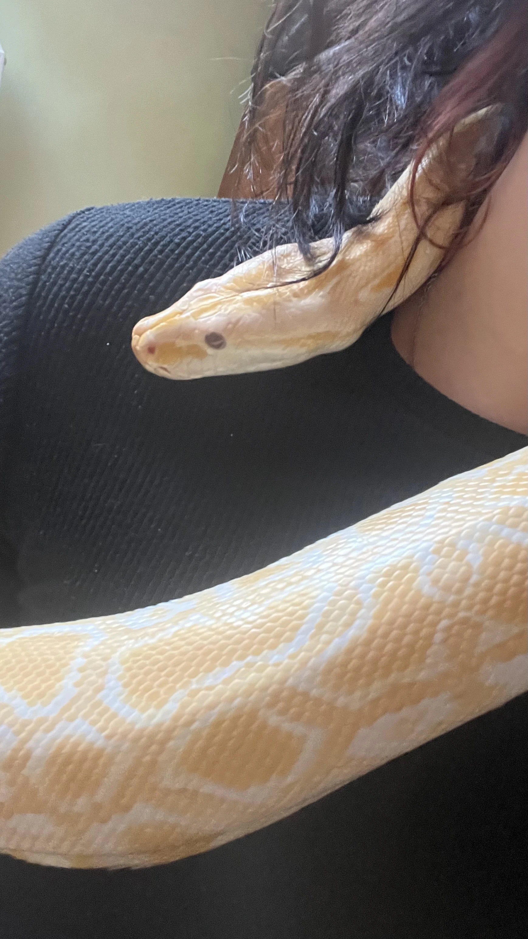 Krajta tmavá albín