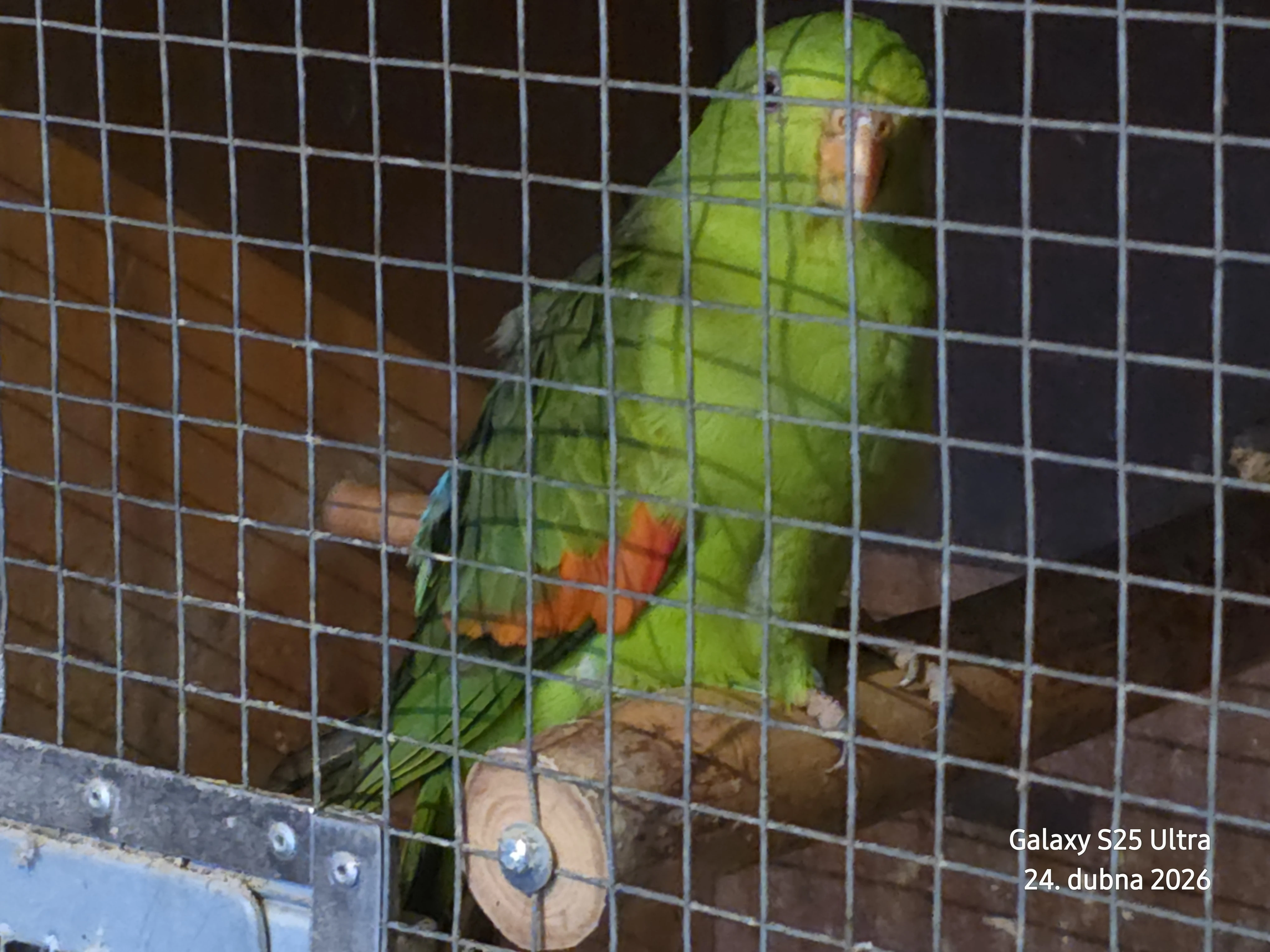 Papusek cervenokridly