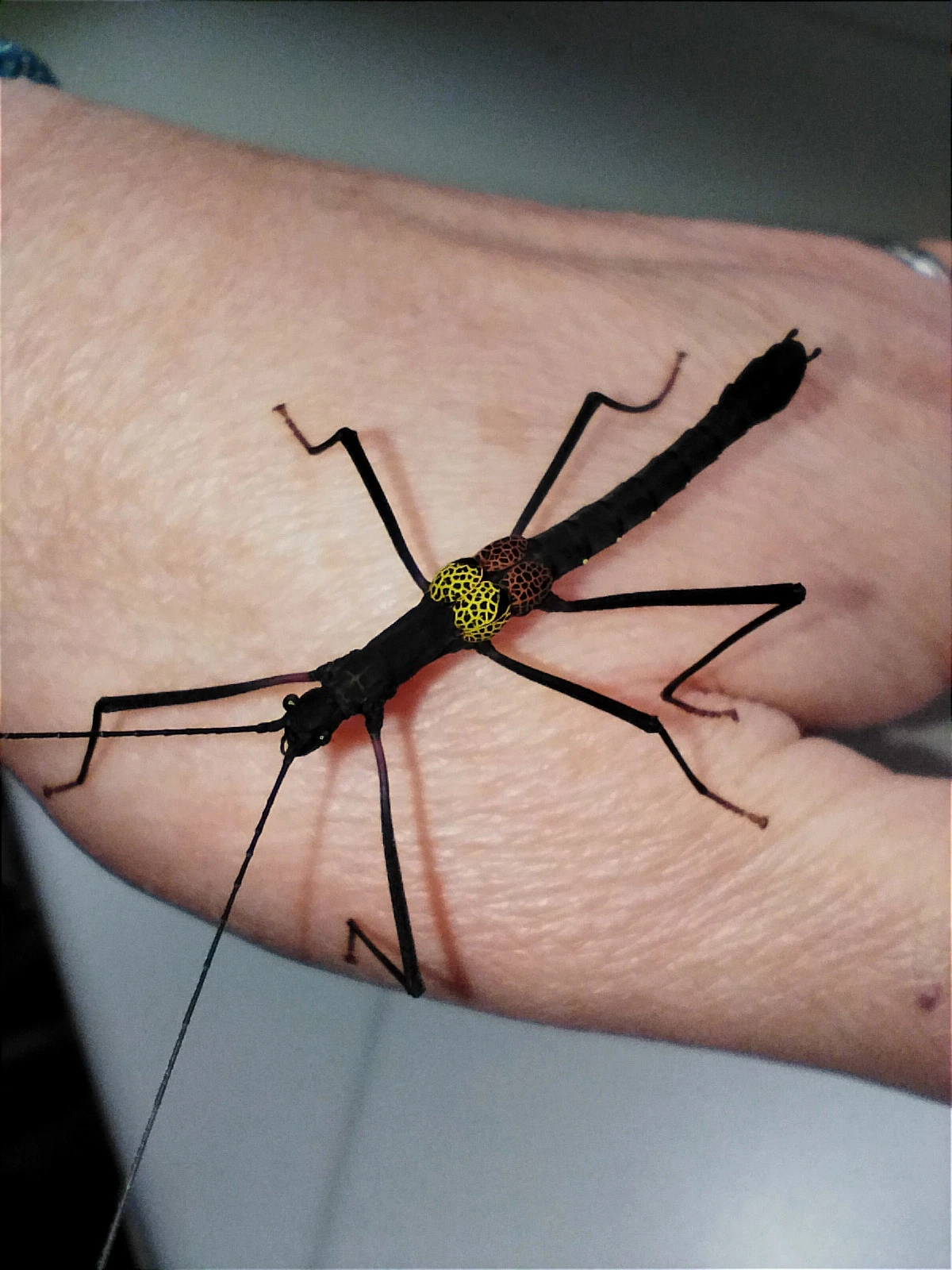 Pseudophasma subapterum