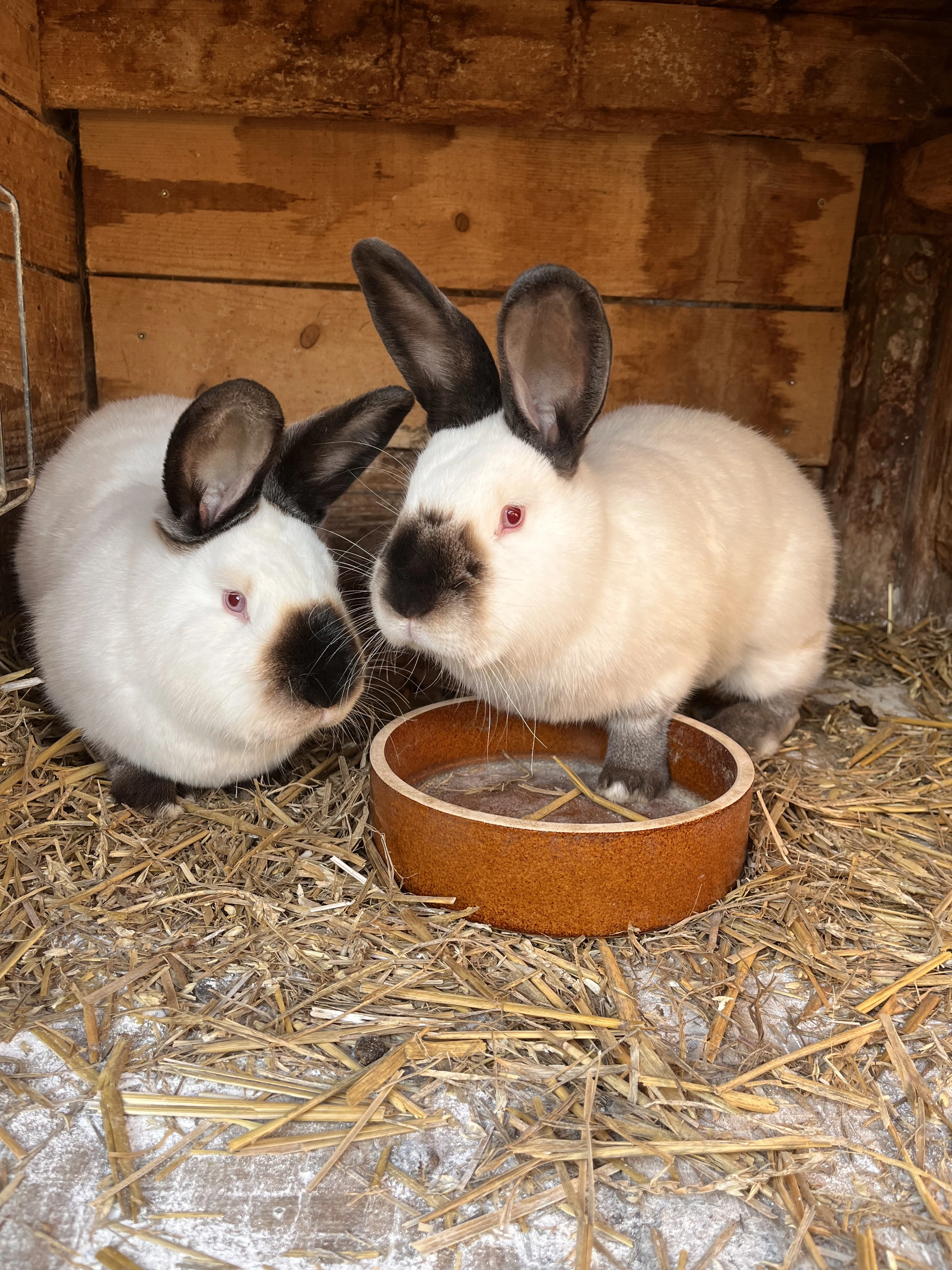 Kalifornský králík