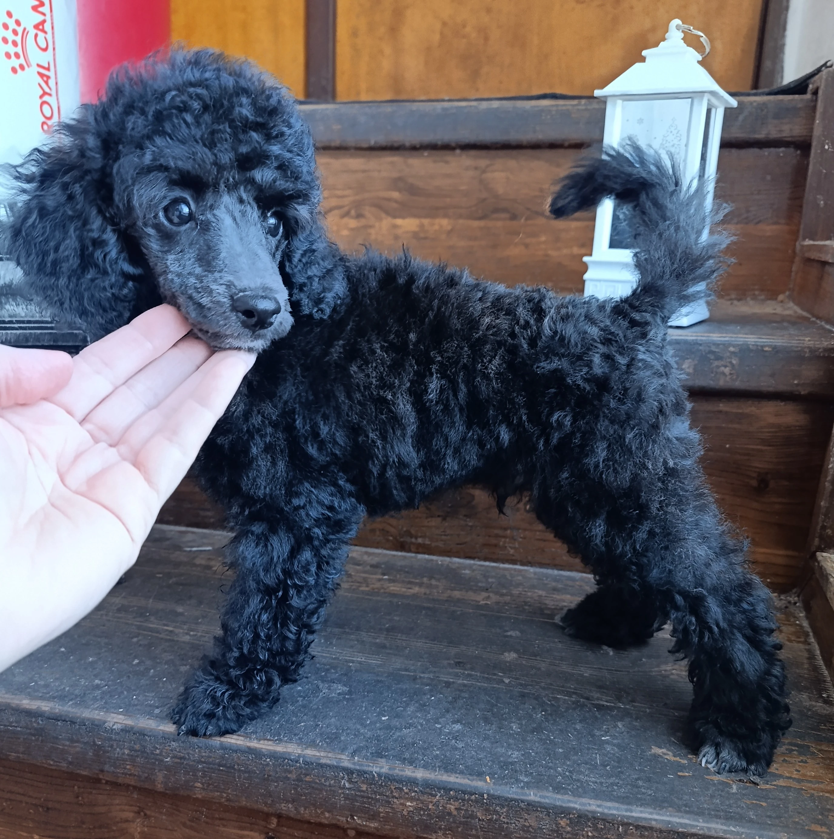 Pudl trpasličí vícebarevný kluk, FCI