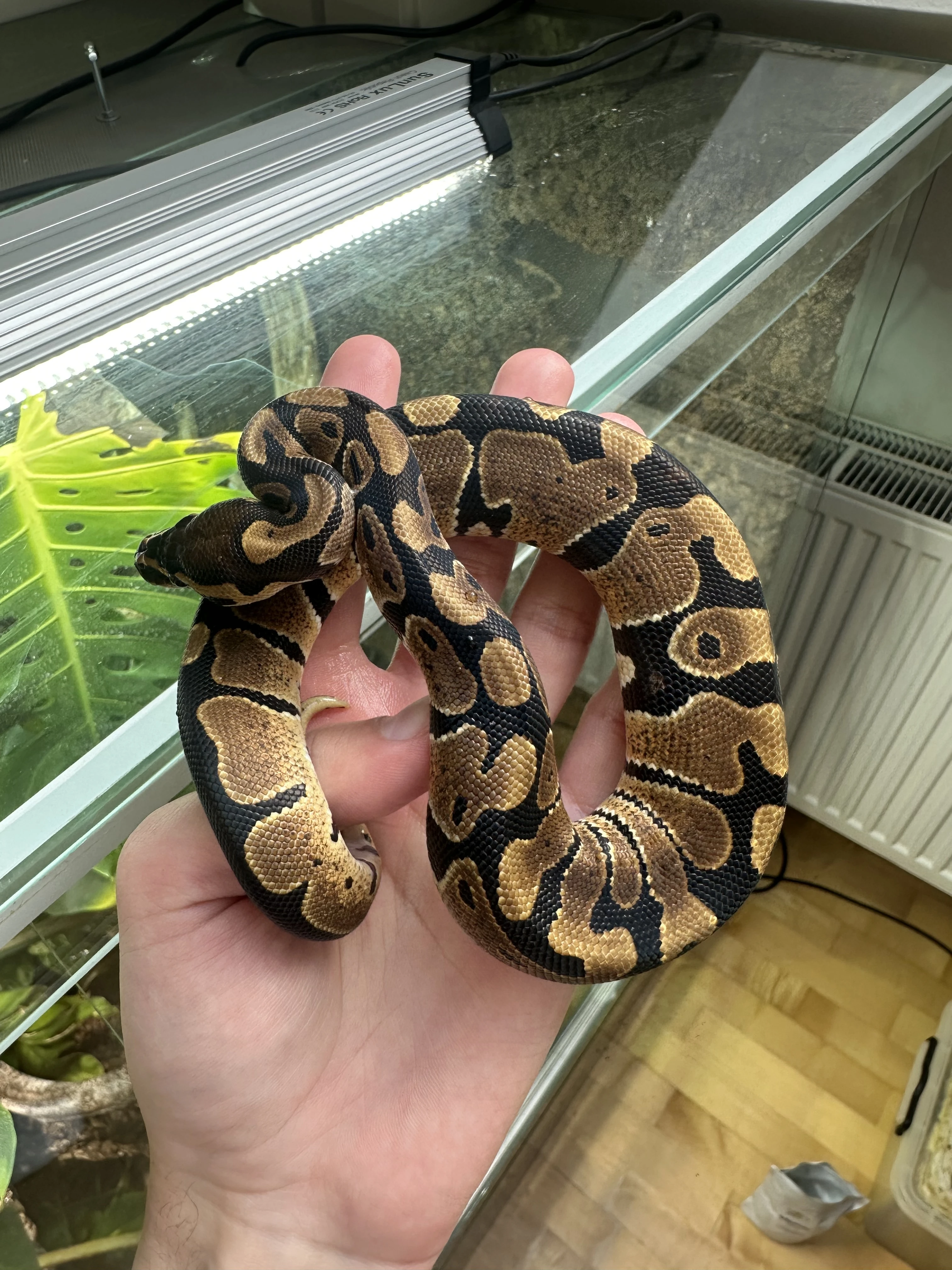 Krajta Královská samec