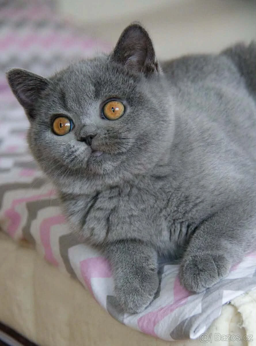 Modrá Britská koťata