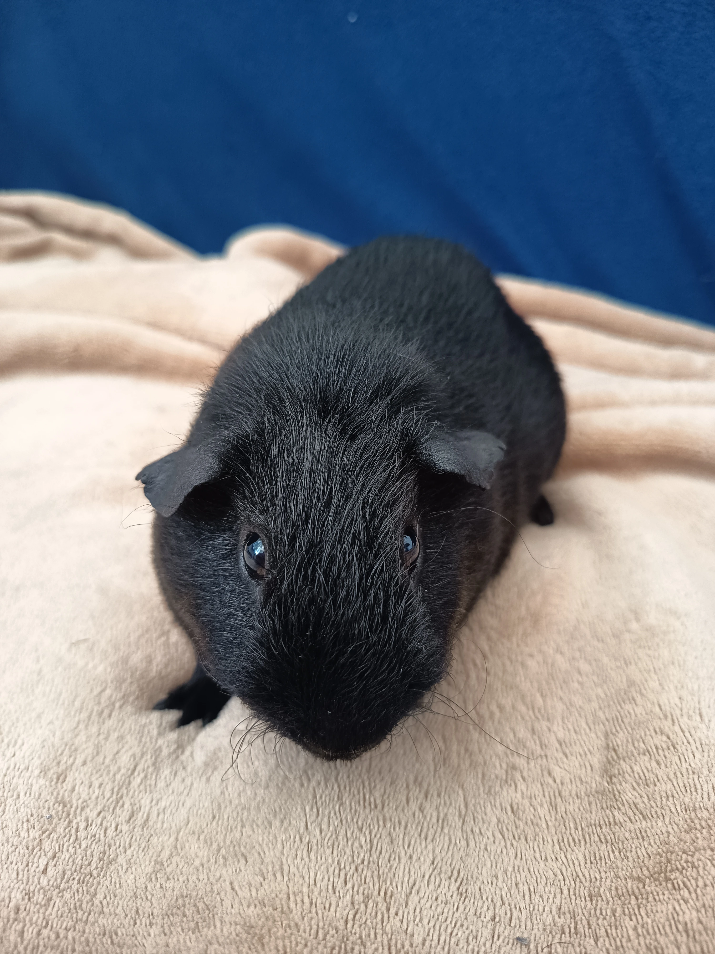 Daruji dva samce morčete