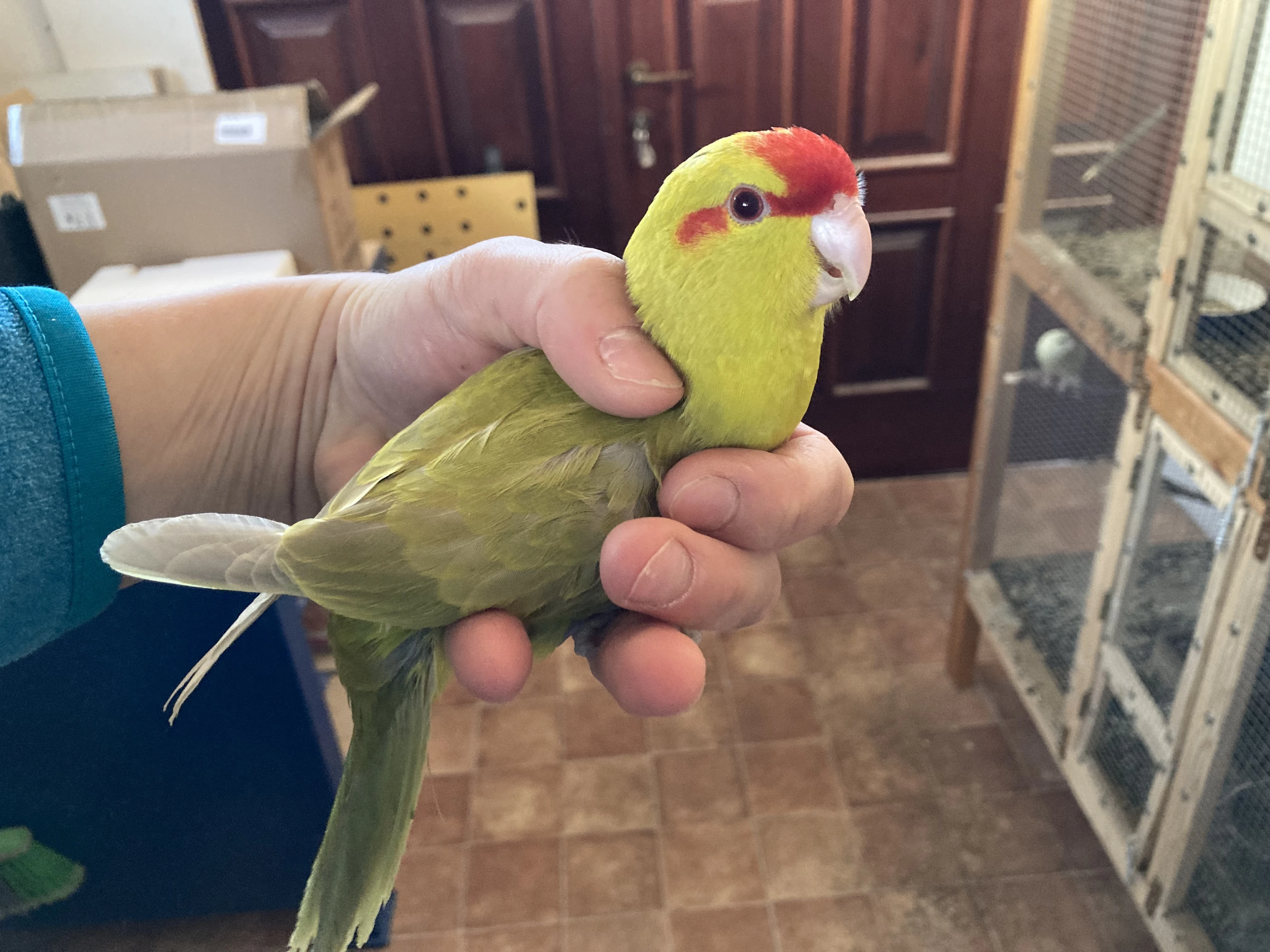 Kakariki červenočelý fallow