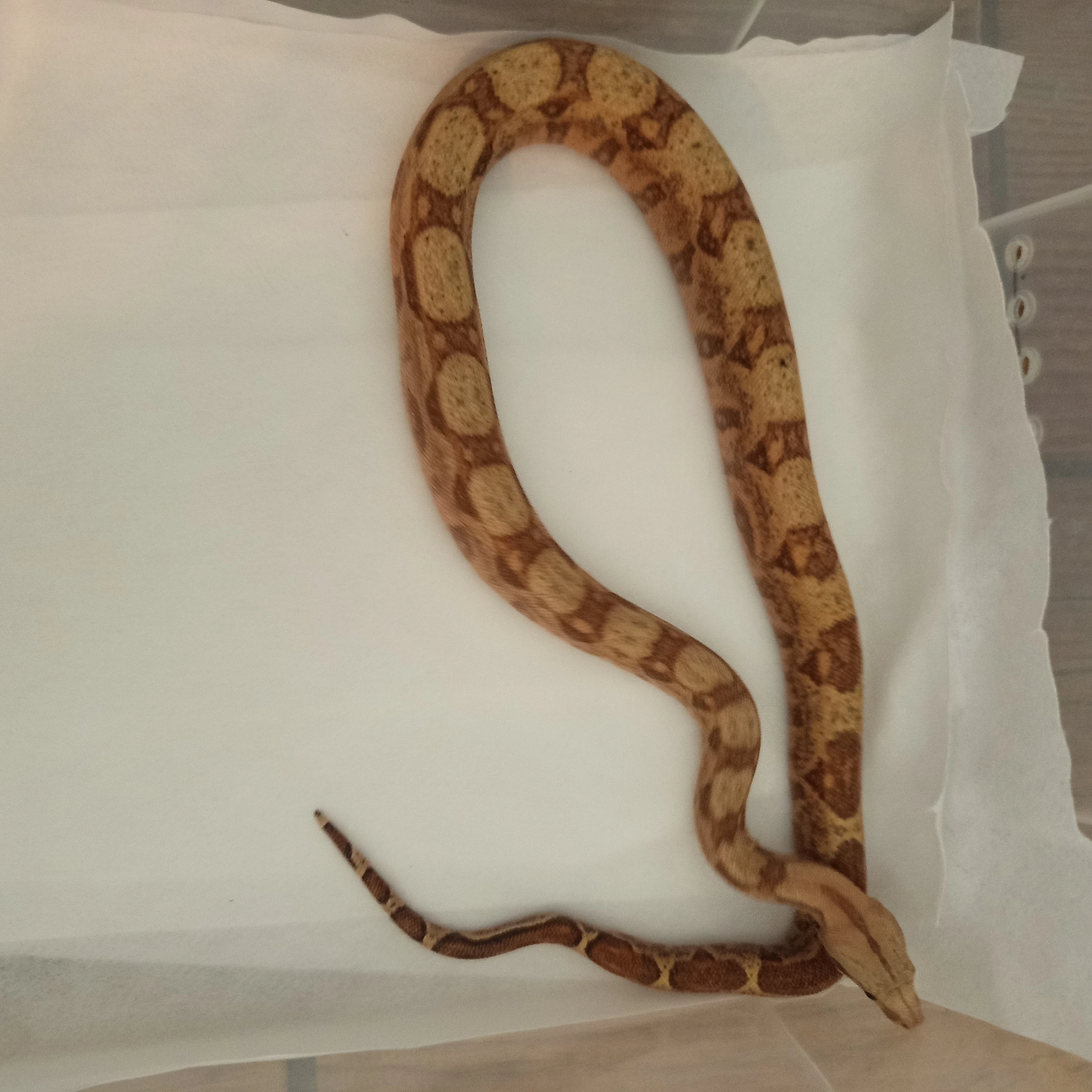 Prodám mládě Hog Island Boa 0.0.X