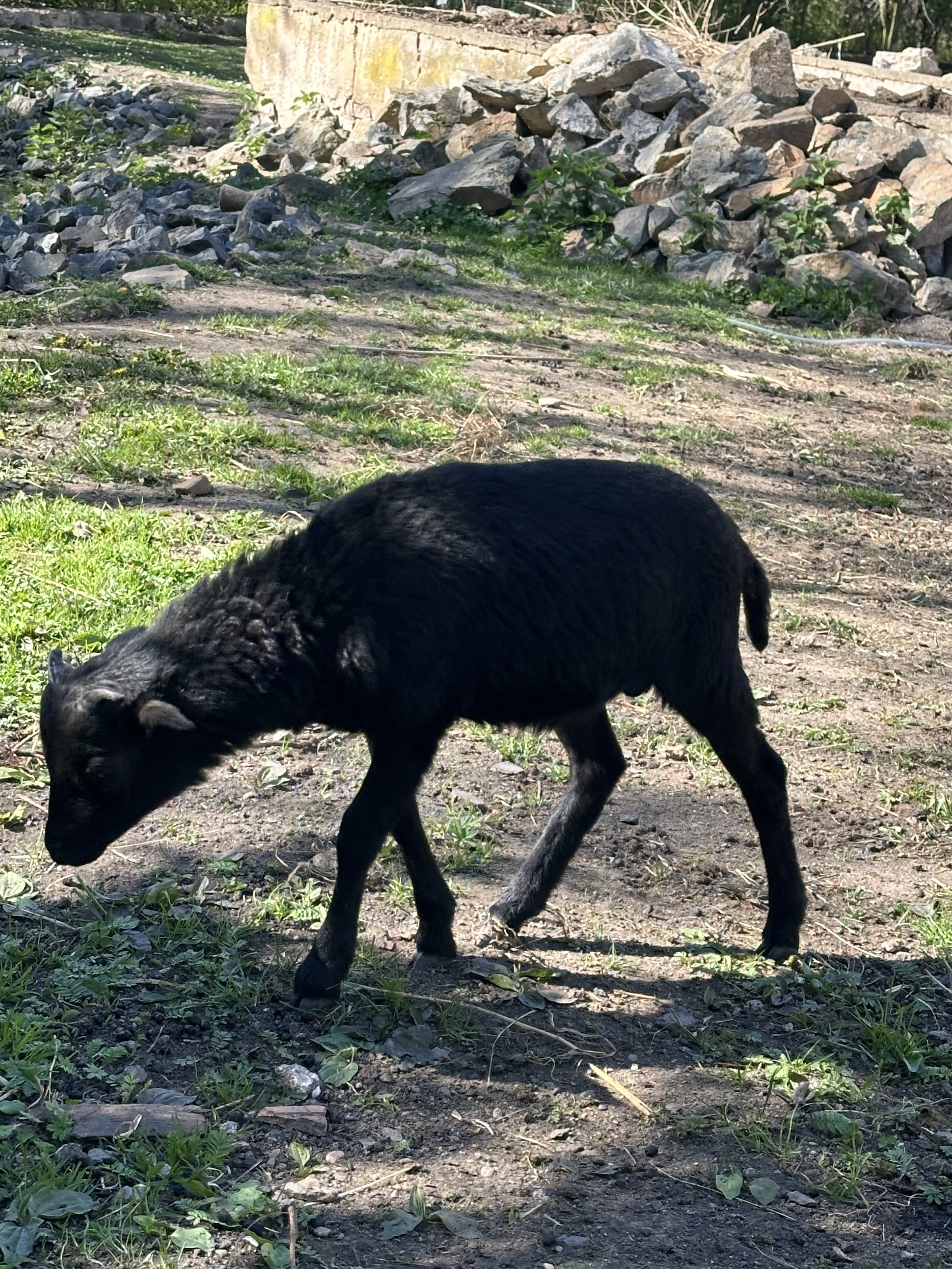 Prodam beranky ovce kamerunske