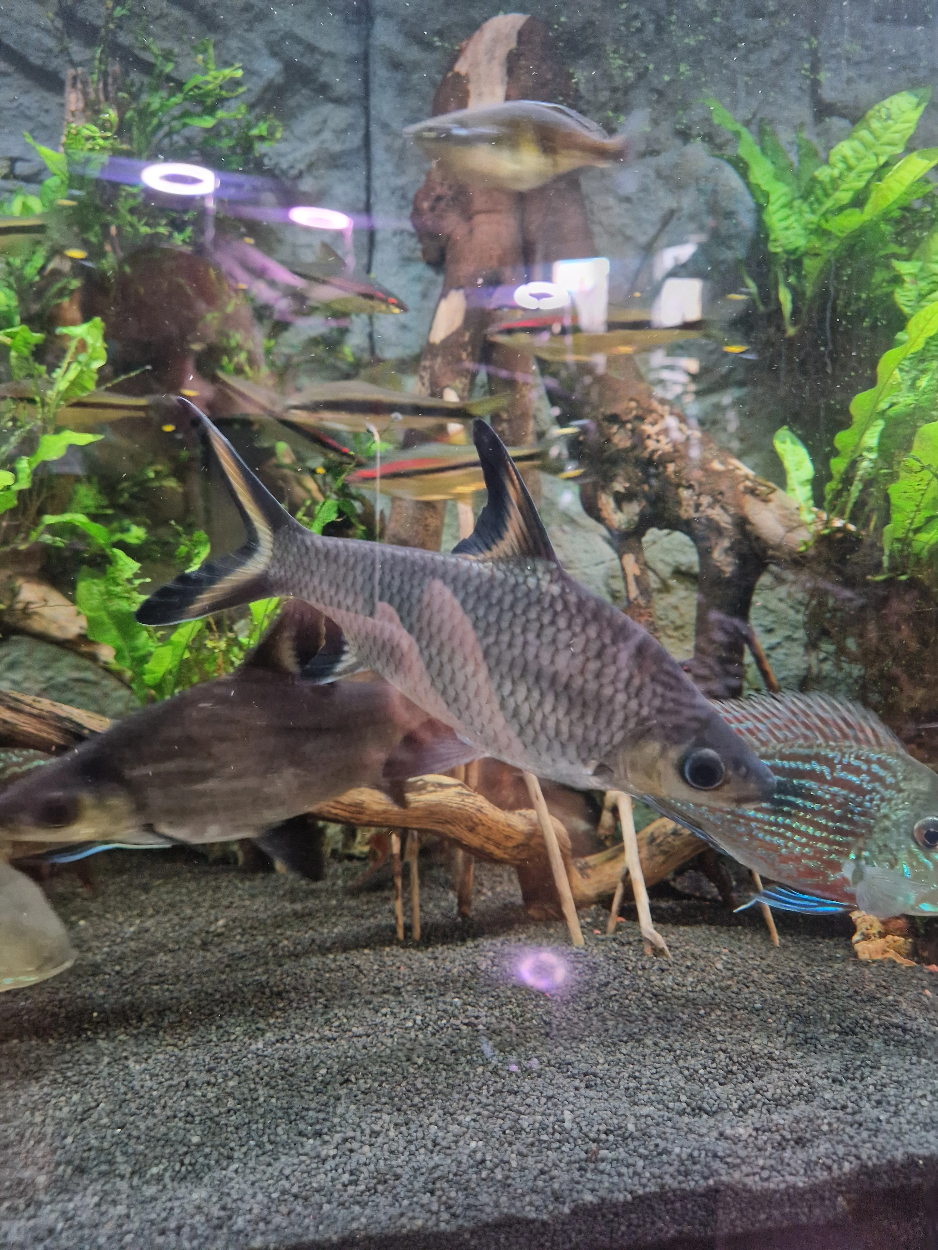 5ks Parmiček Žraločích 17cm