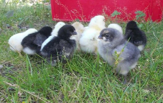 Nv brojlerů musculatus