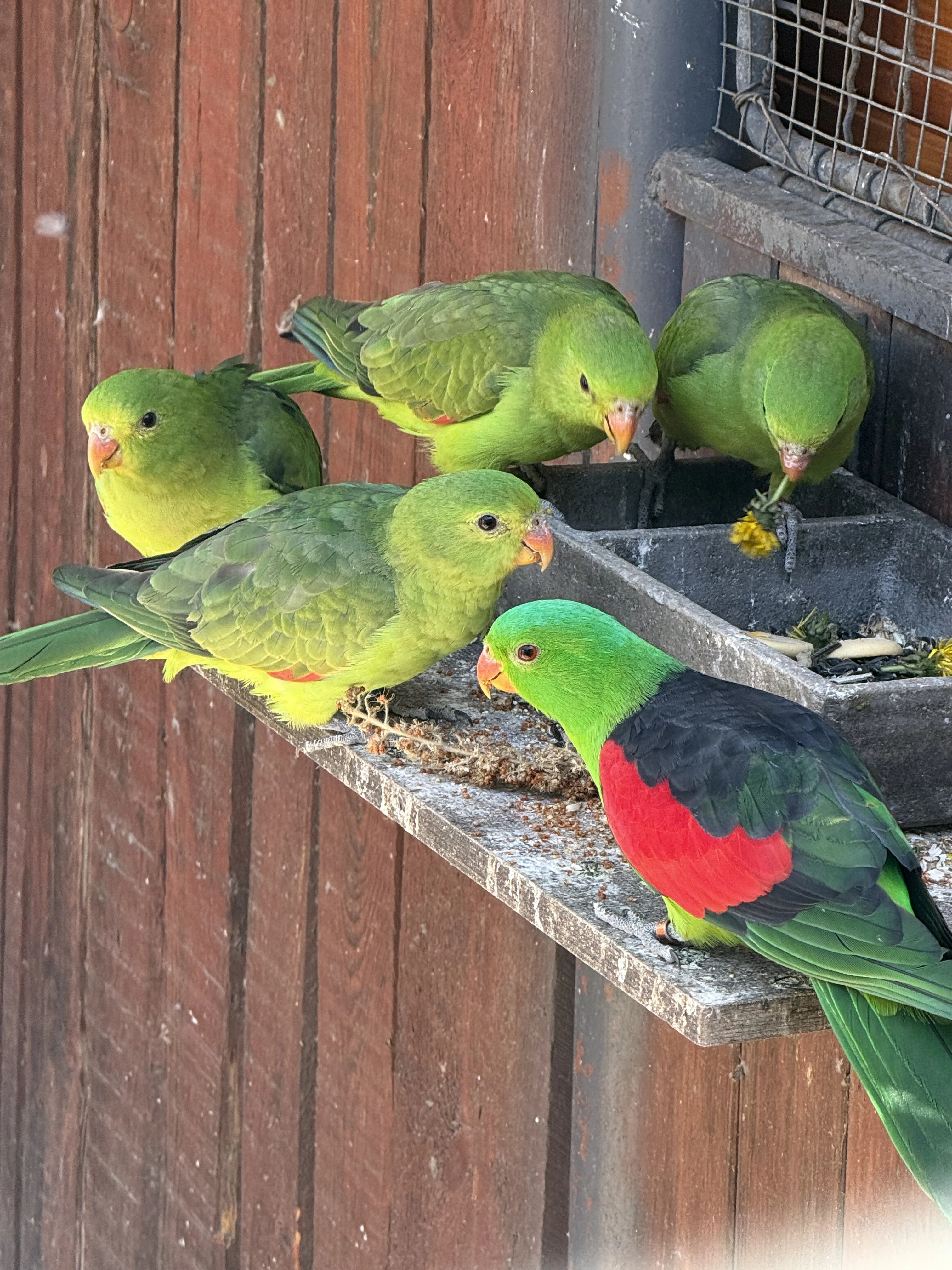 Prodám papoušky červenokřídlé