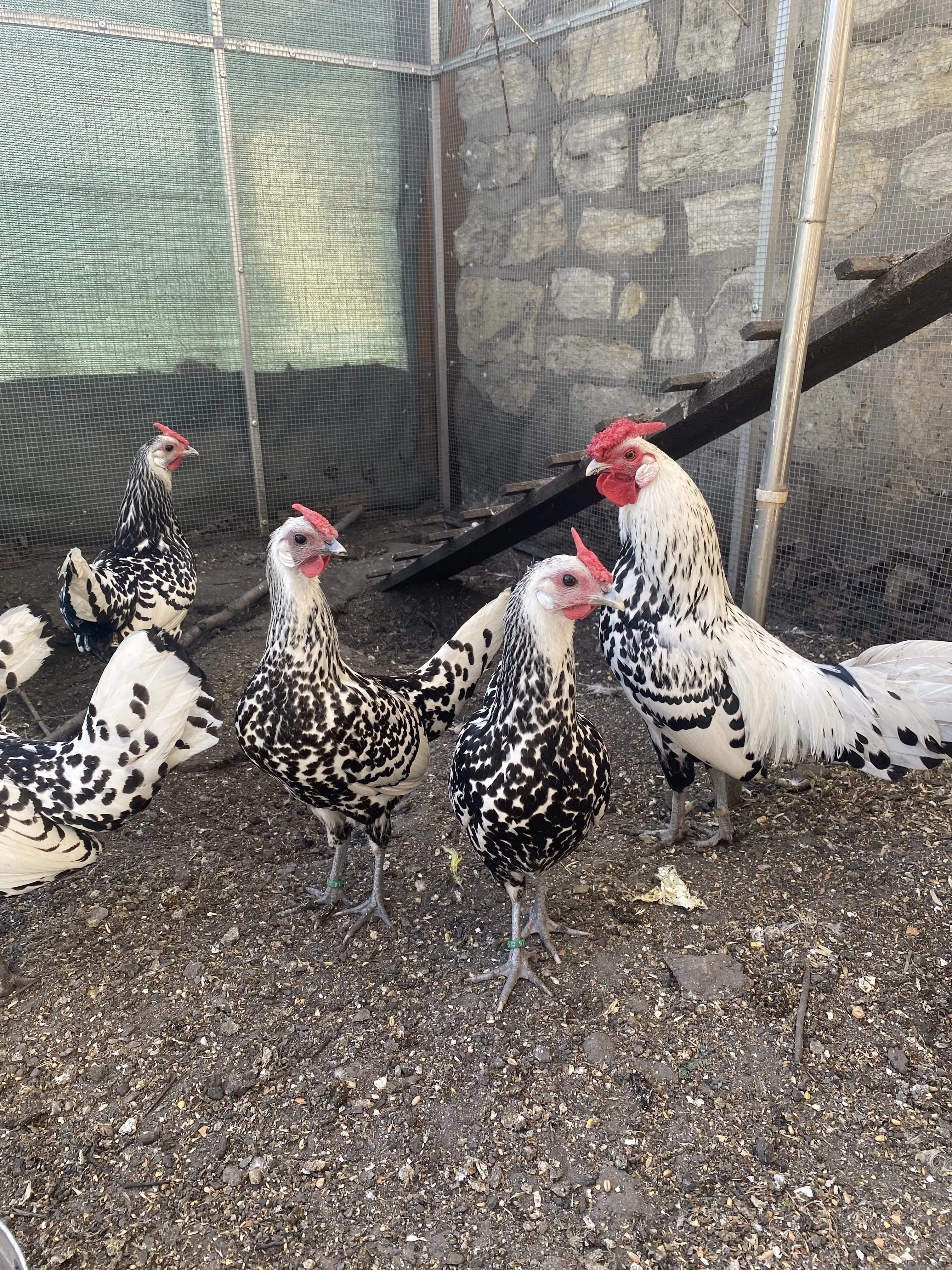 Hamburčanka zdrobnělá