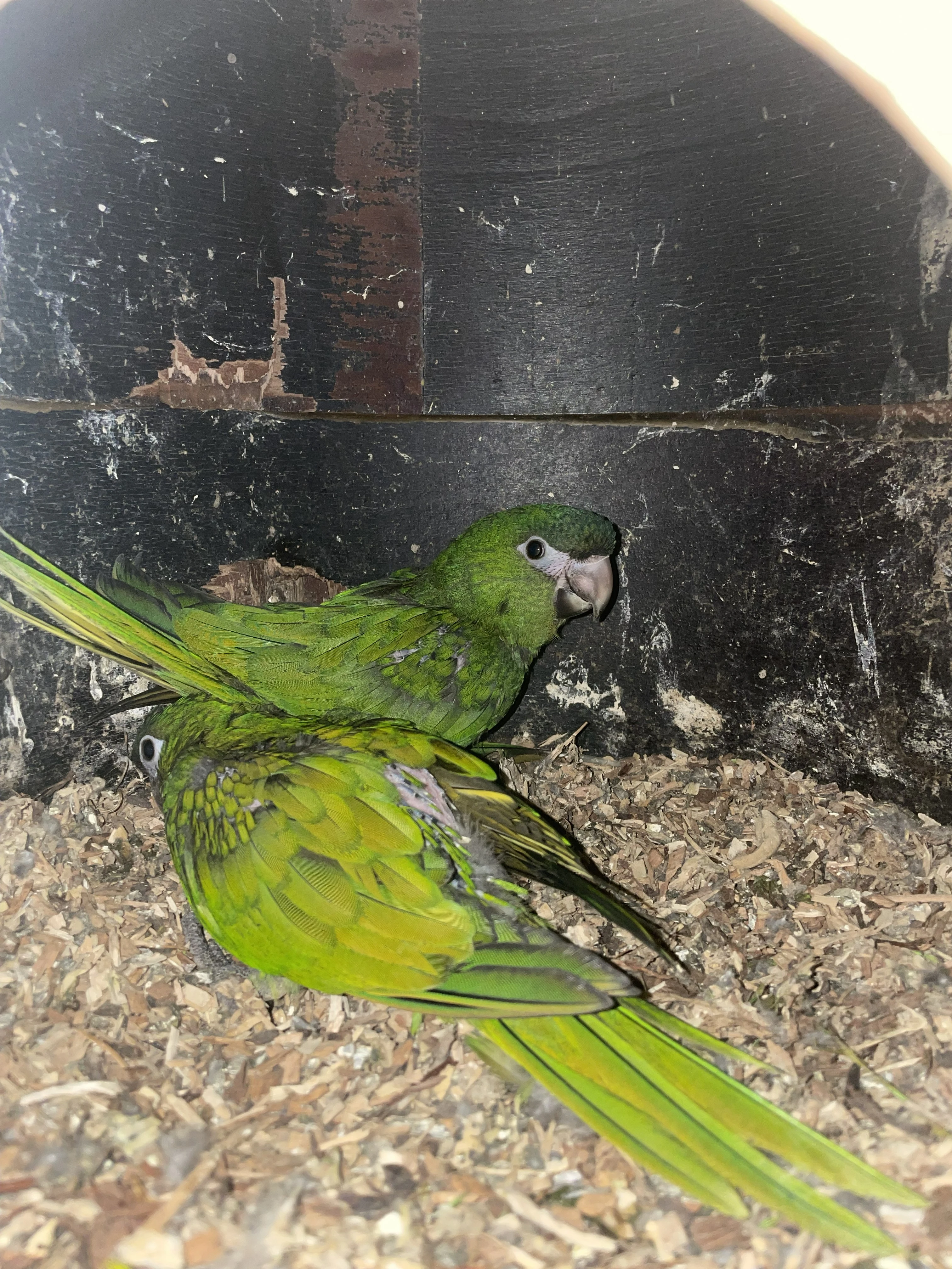 Prodám Ara Červenoramenný (Nobilis)