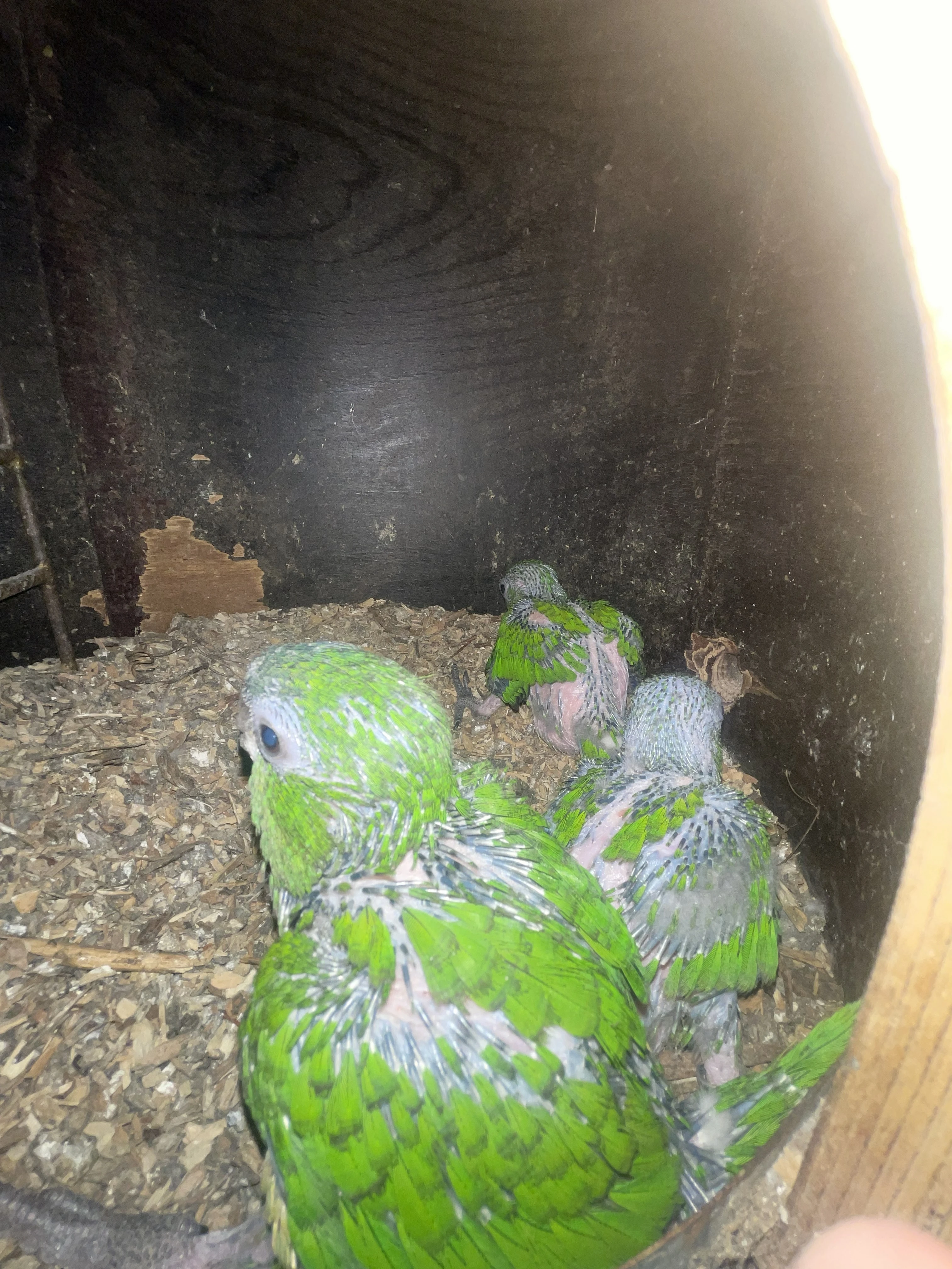 Prodám Ara Červenoramenný (Nobilis)