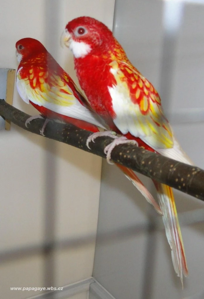 Rosela pestrá rubíno samec