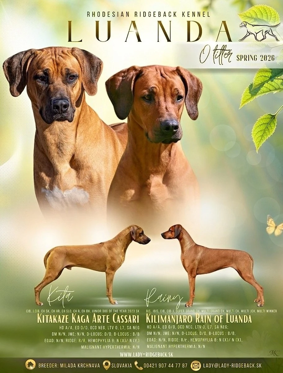 Rhodeský ridgeback s PP FCI Chovatelská stanice luanda