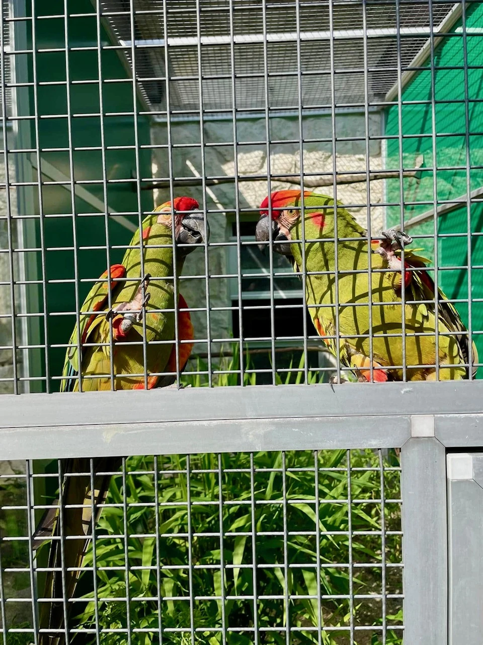 Ara červenouchý (Ara rubrogenys)