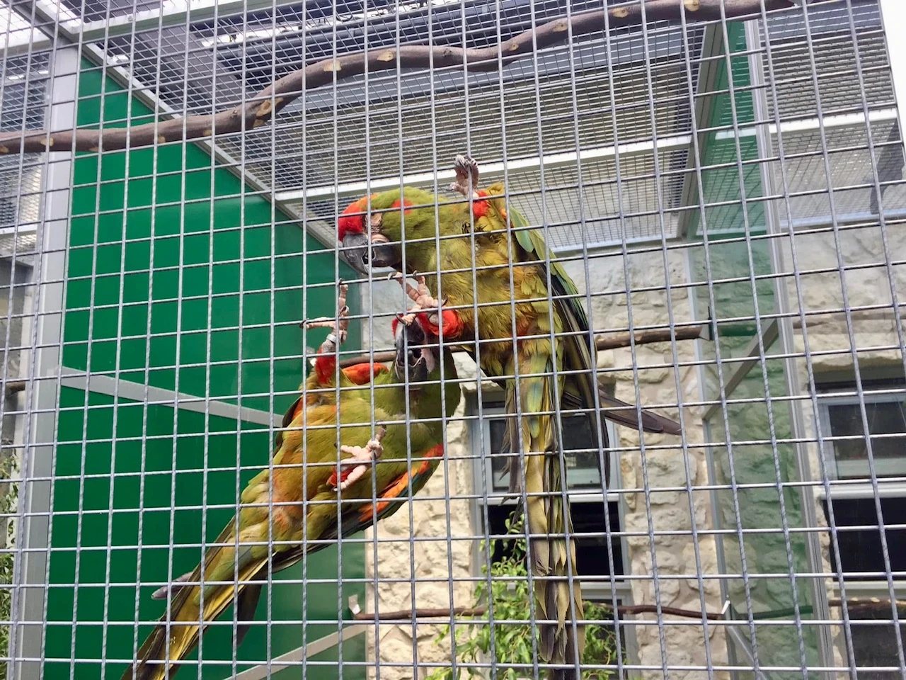 Ara červenouchý (Ara rubrogenys)