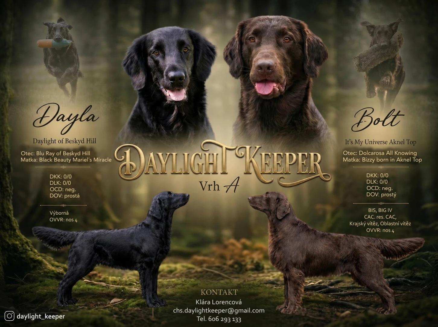 Flat coated retriever - štěňátka s PP