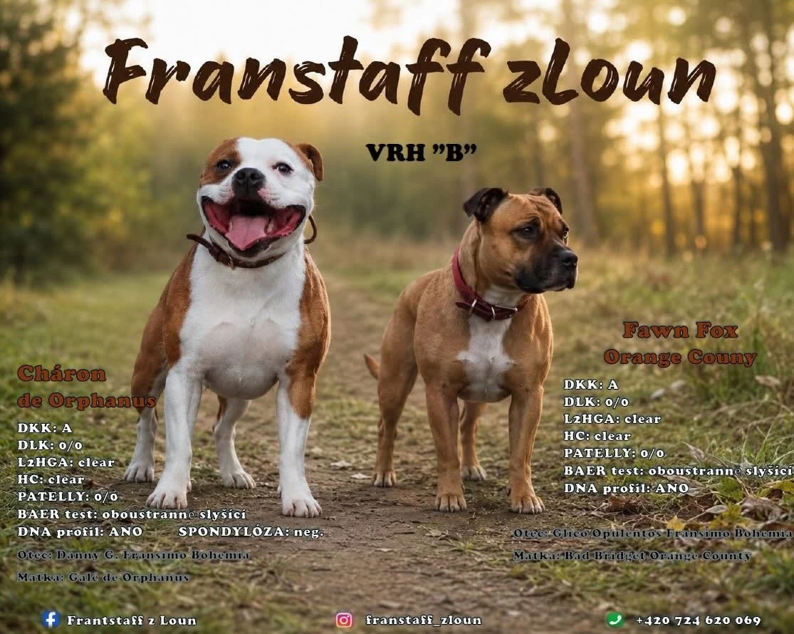 Fenky stafordšírského bulteriér
