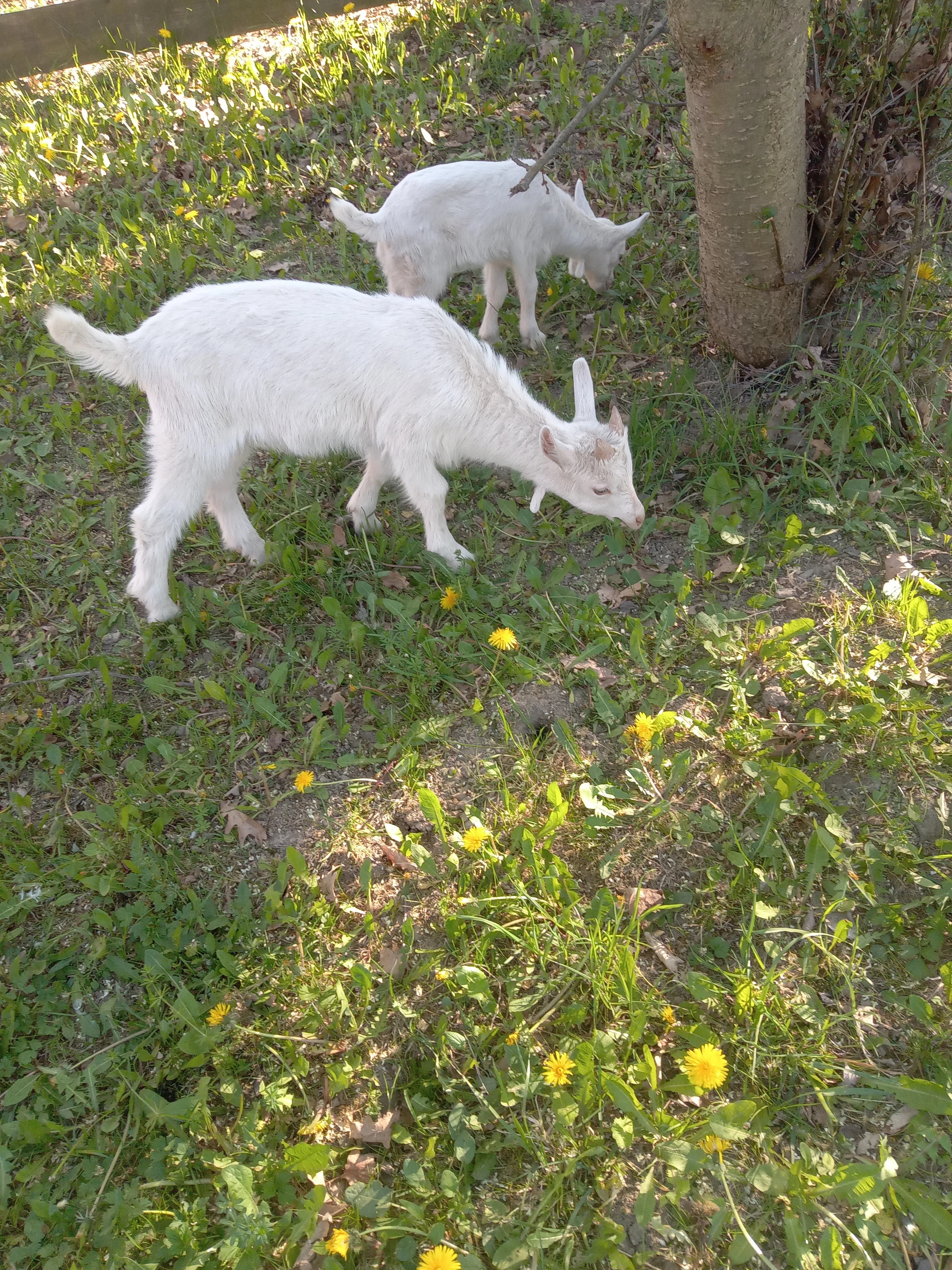 Kozlici
