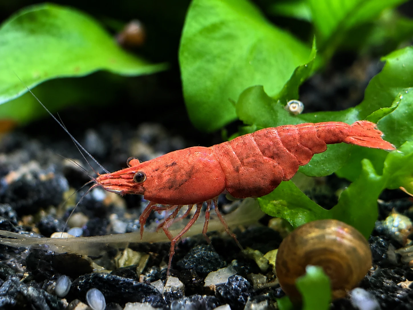 Neocaridina Red Cherry 102