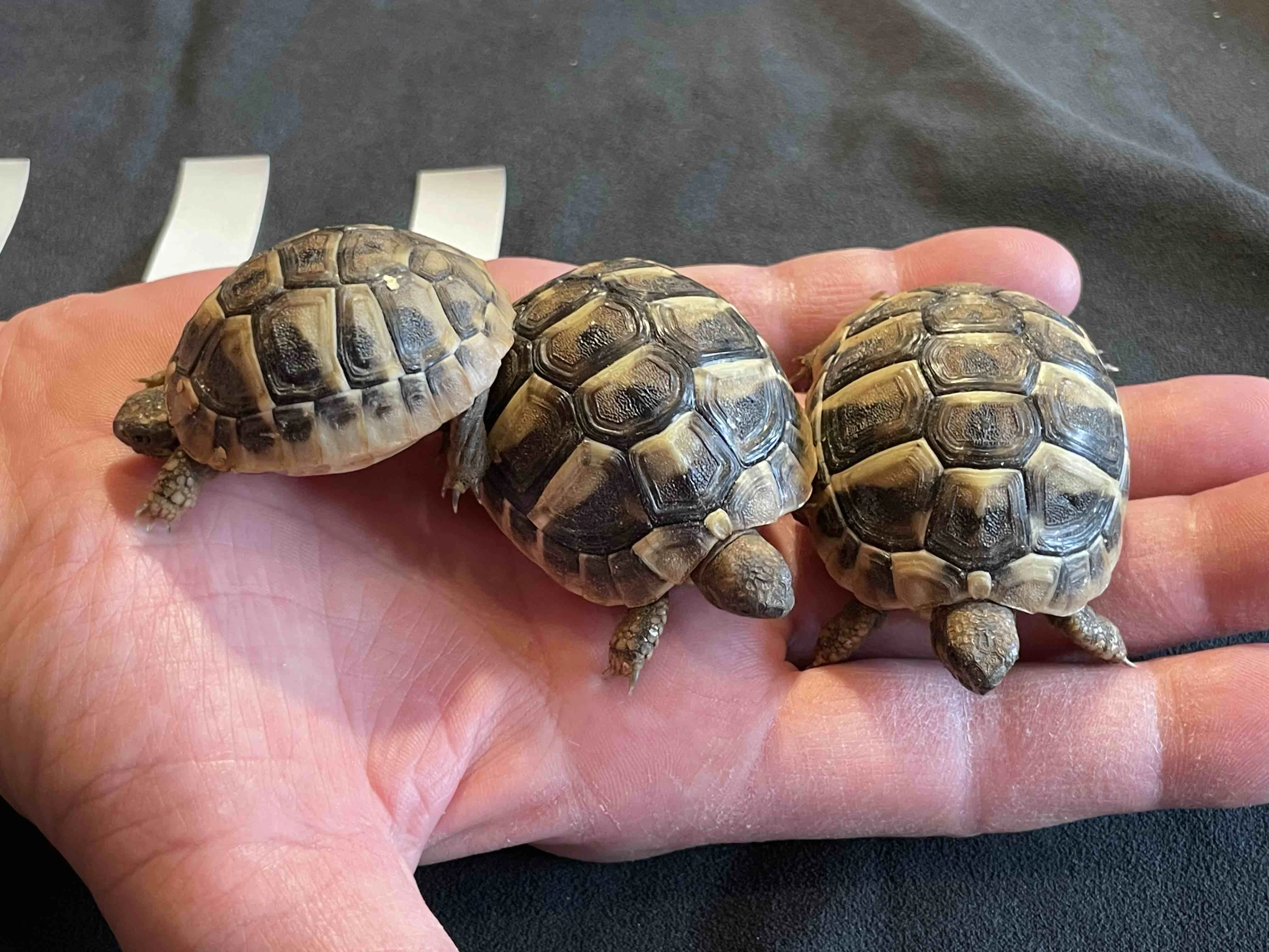 Želva Zelenavá (Testudo hermanni)