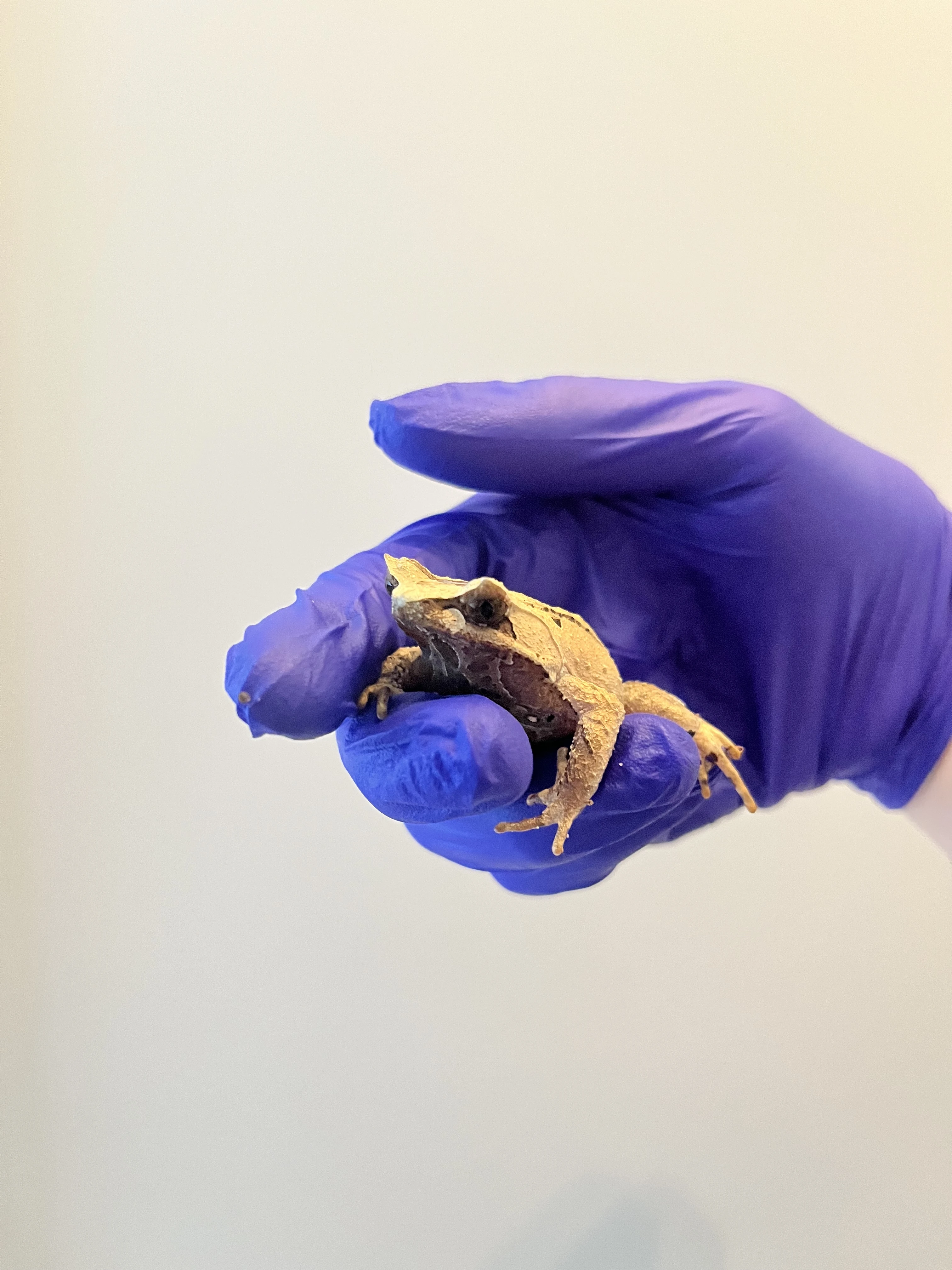 Prodám Megophrys Montana