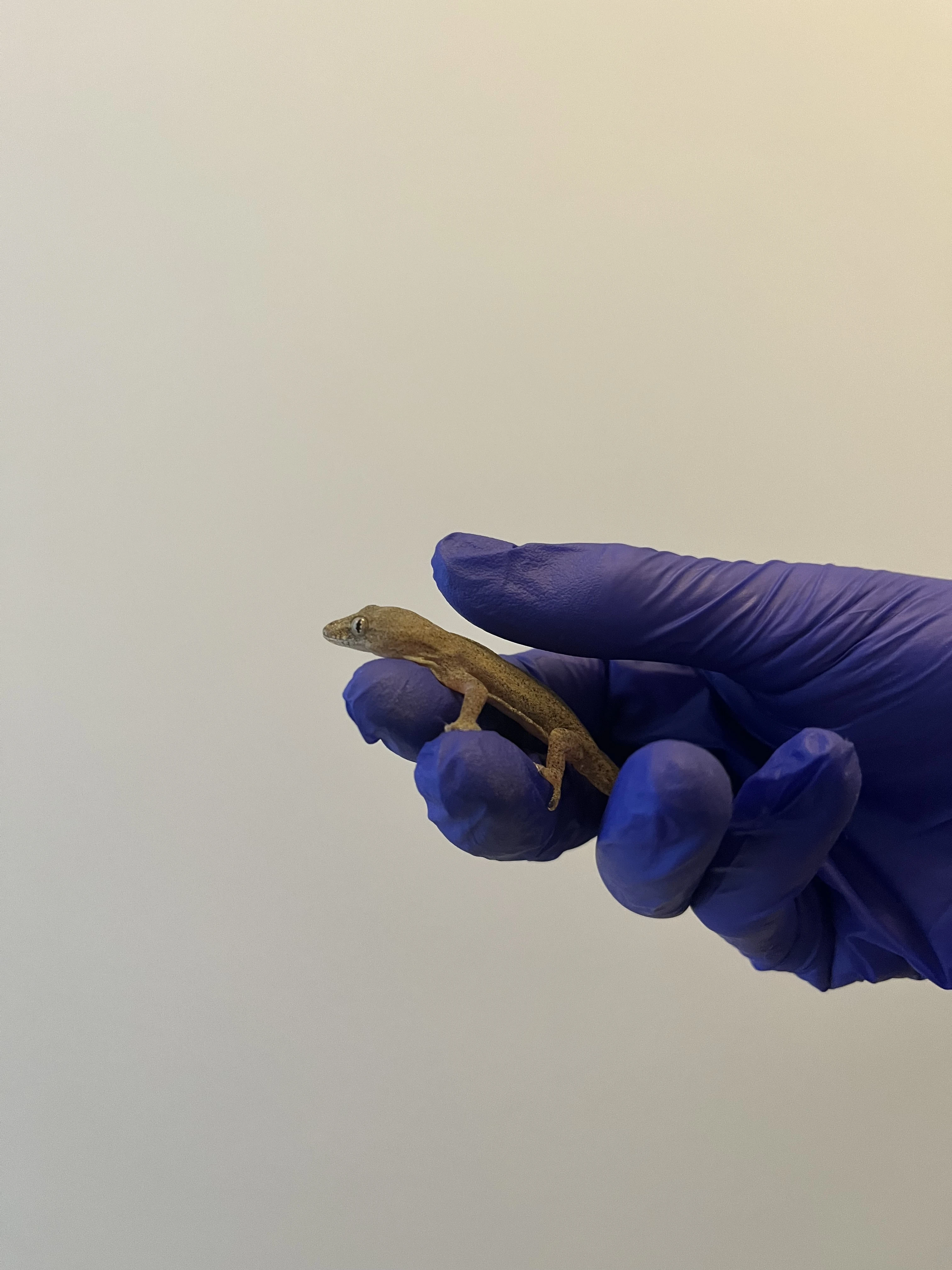 Prodám Hemidactylus Frenatus