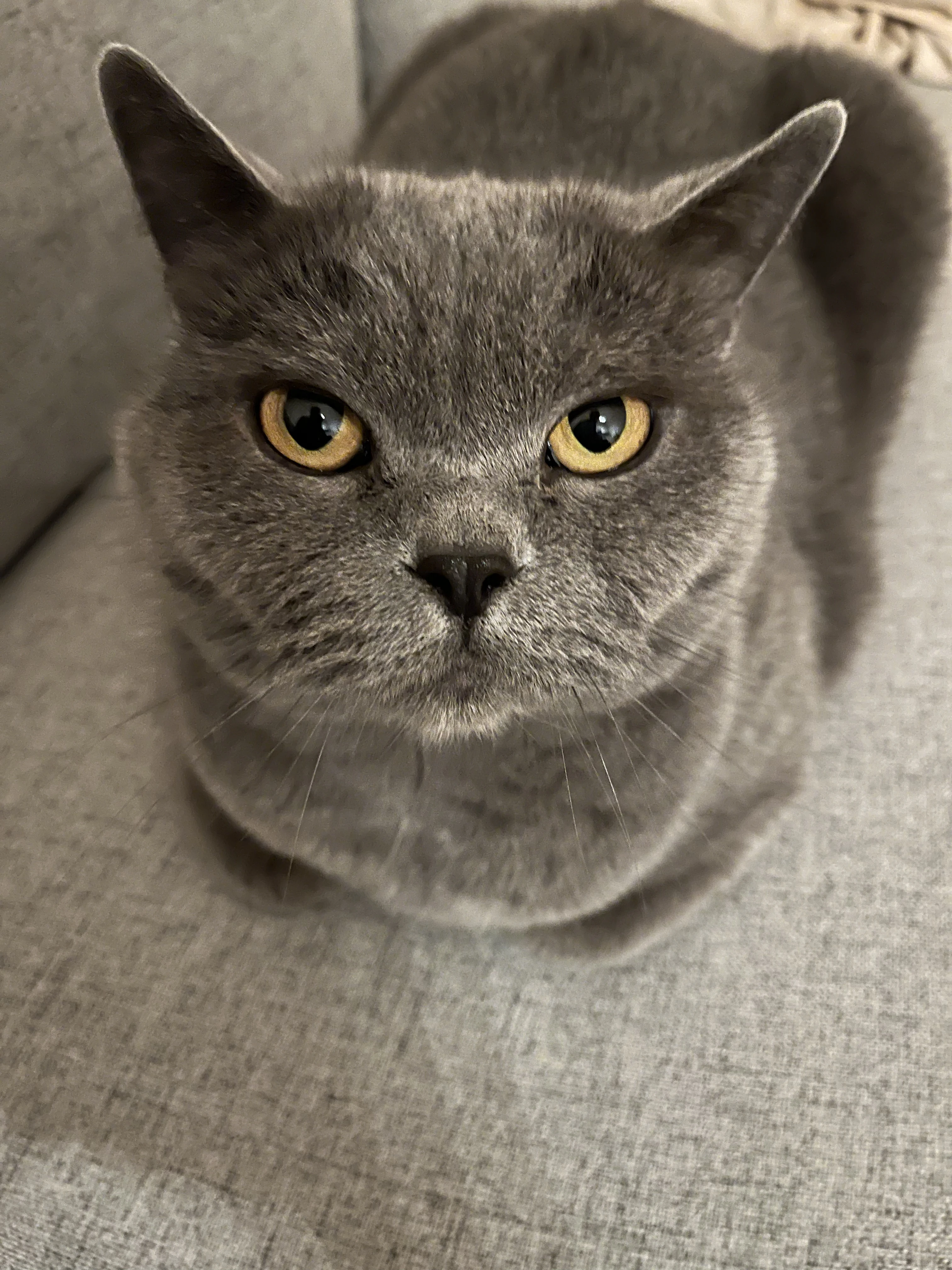 Kočka Isabella k adopci - klidná domácí kočka