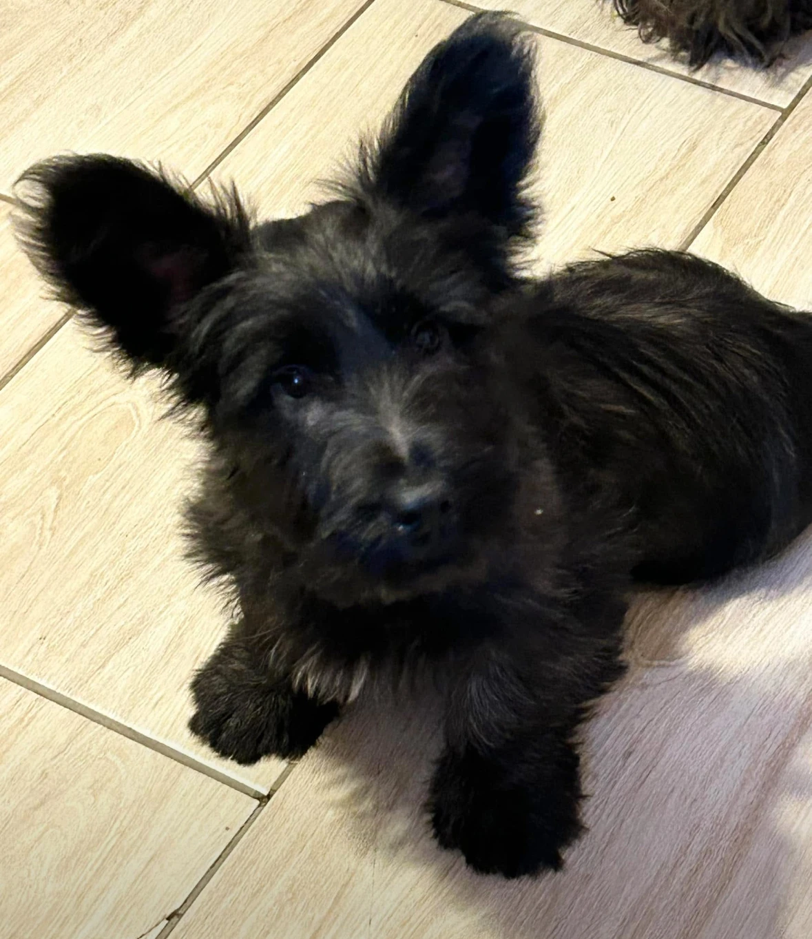 Štěňátka Skye Terrier s PP