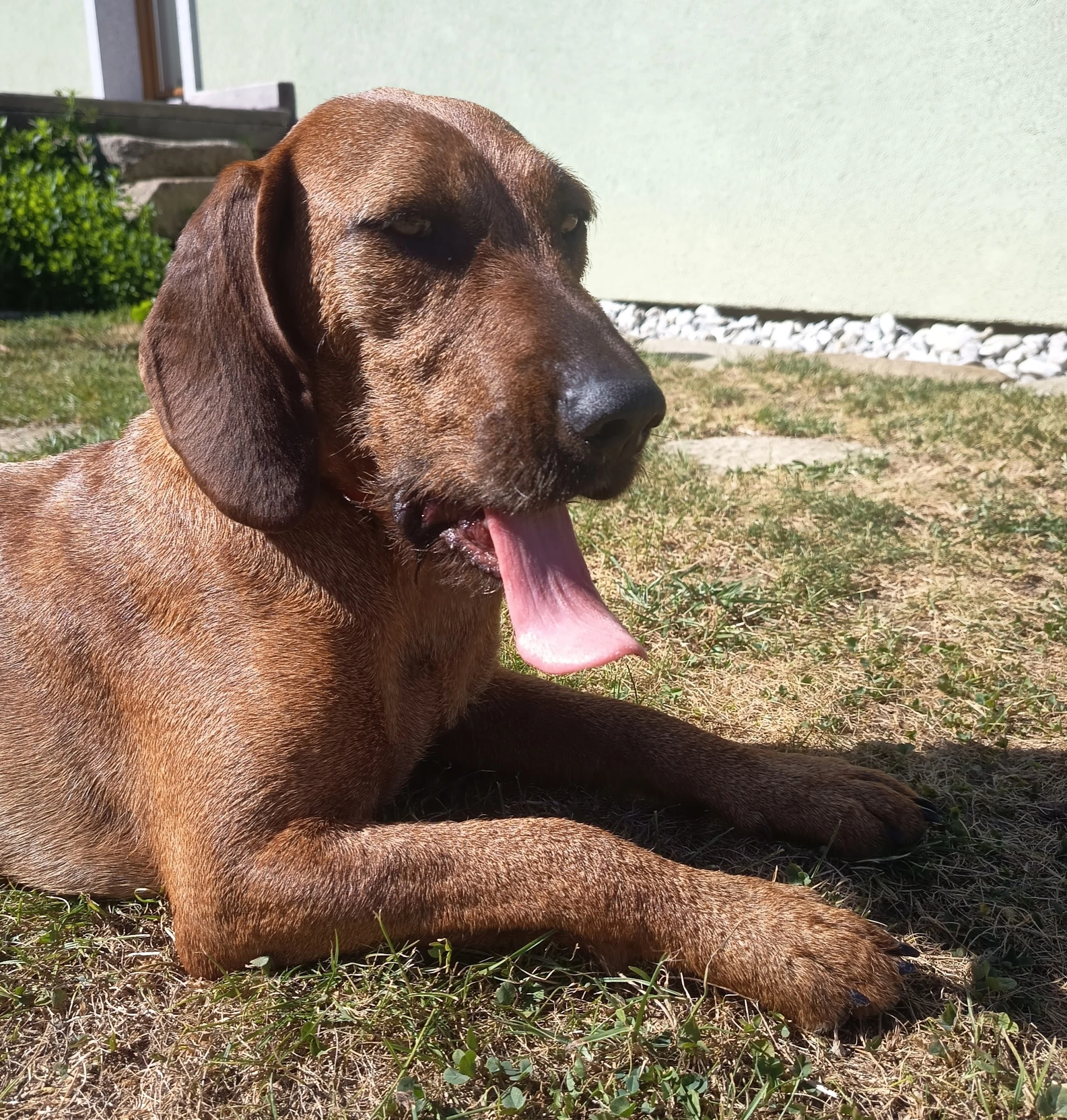 Štýrský brakýř
