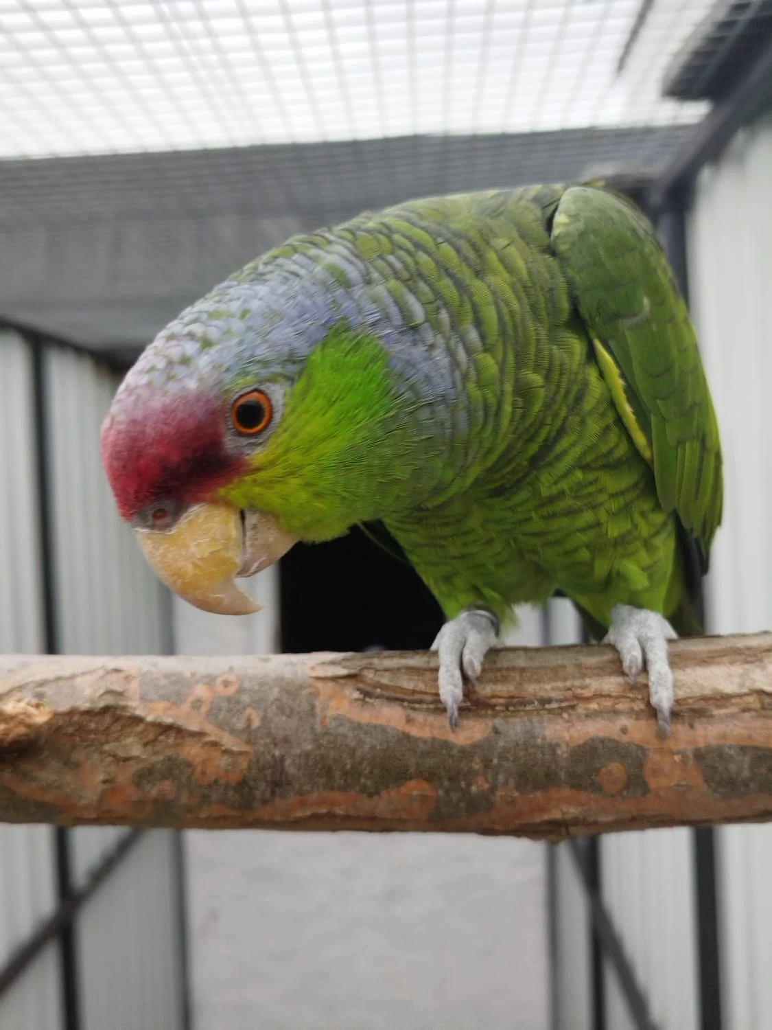 Amazona finschi