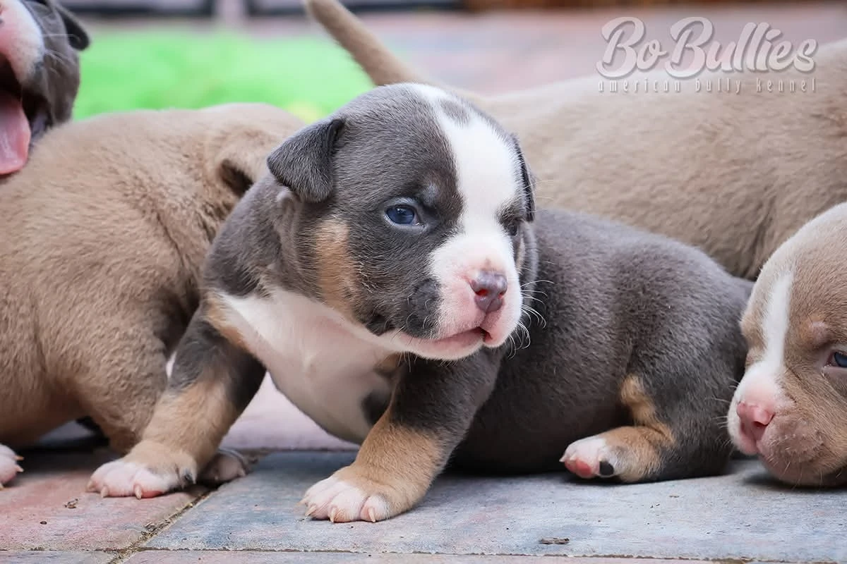 American bully pocket s PP