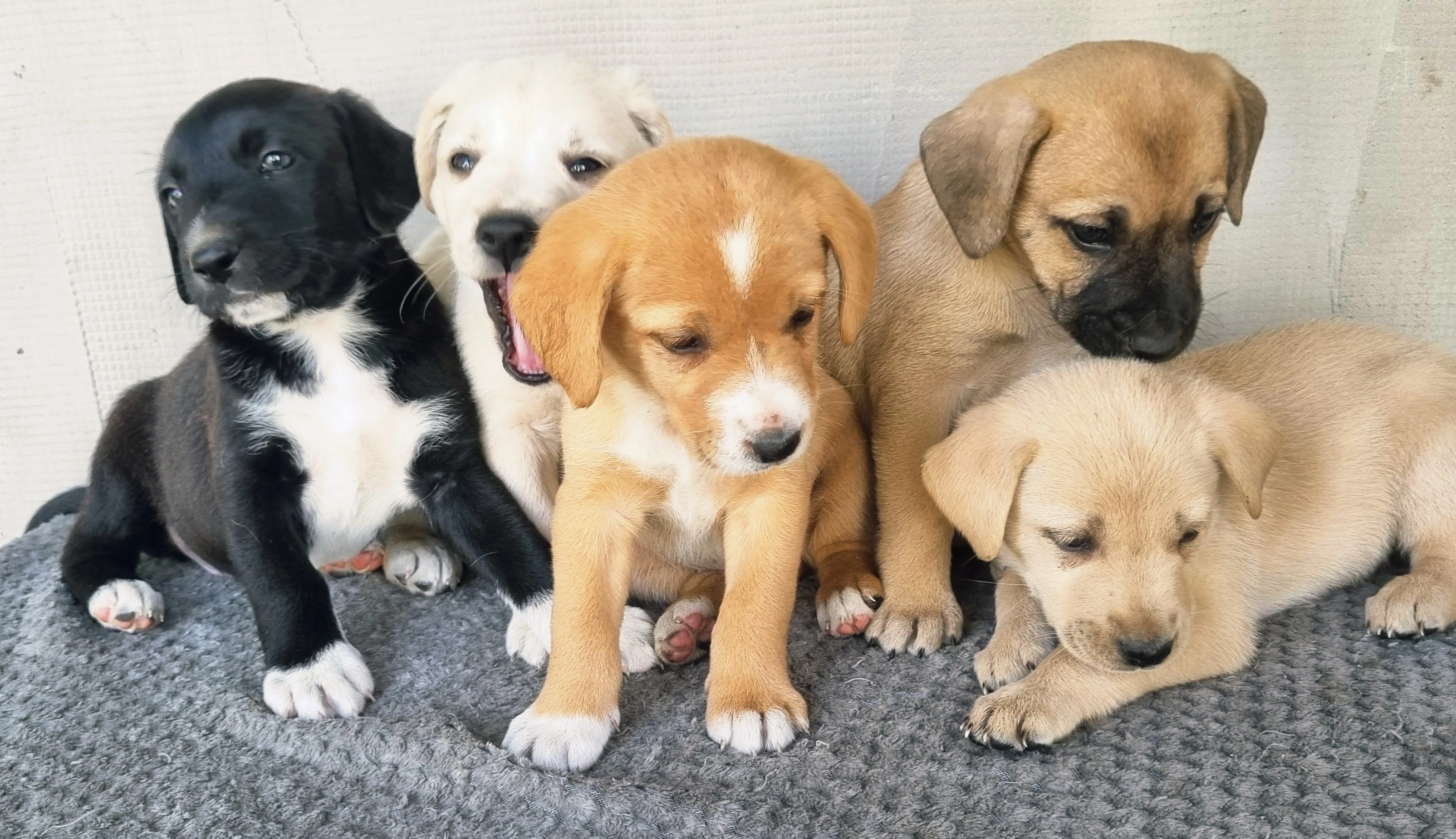 Krásná štěňátka labradorského typu hledají milující domov 