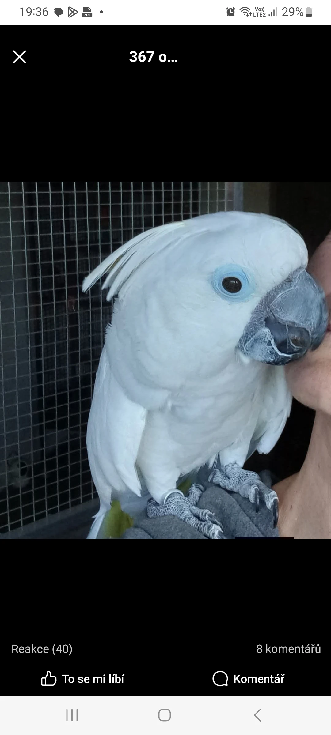 Chovný samec kakadu alba, 18 let