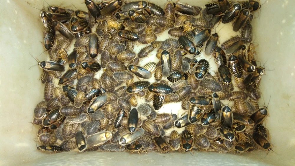 Švábi Blaptica dubia mix velcí a mladí dospělci 3-4cm, 1ks/2,40kč