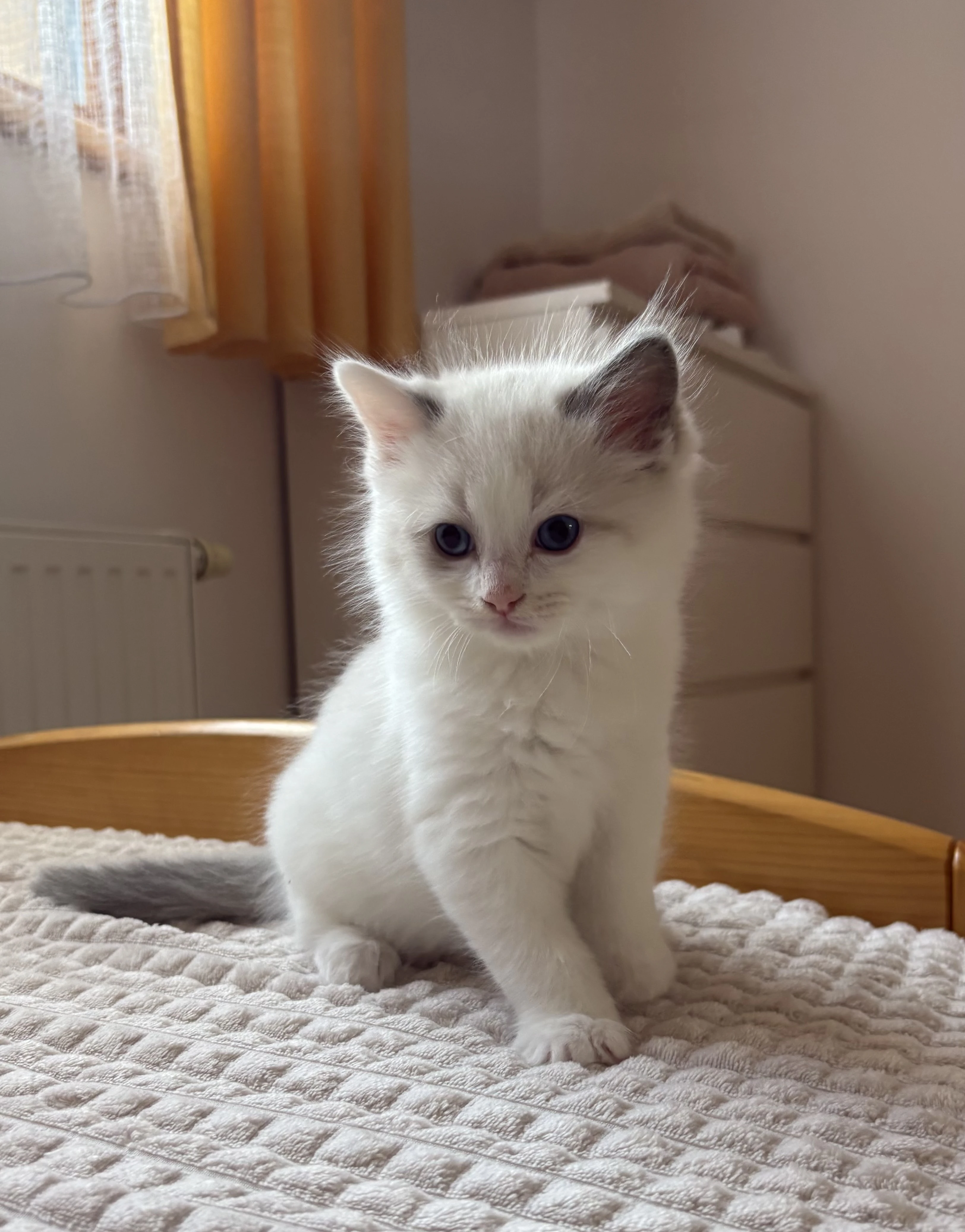 Ragdoll kocourek s PP