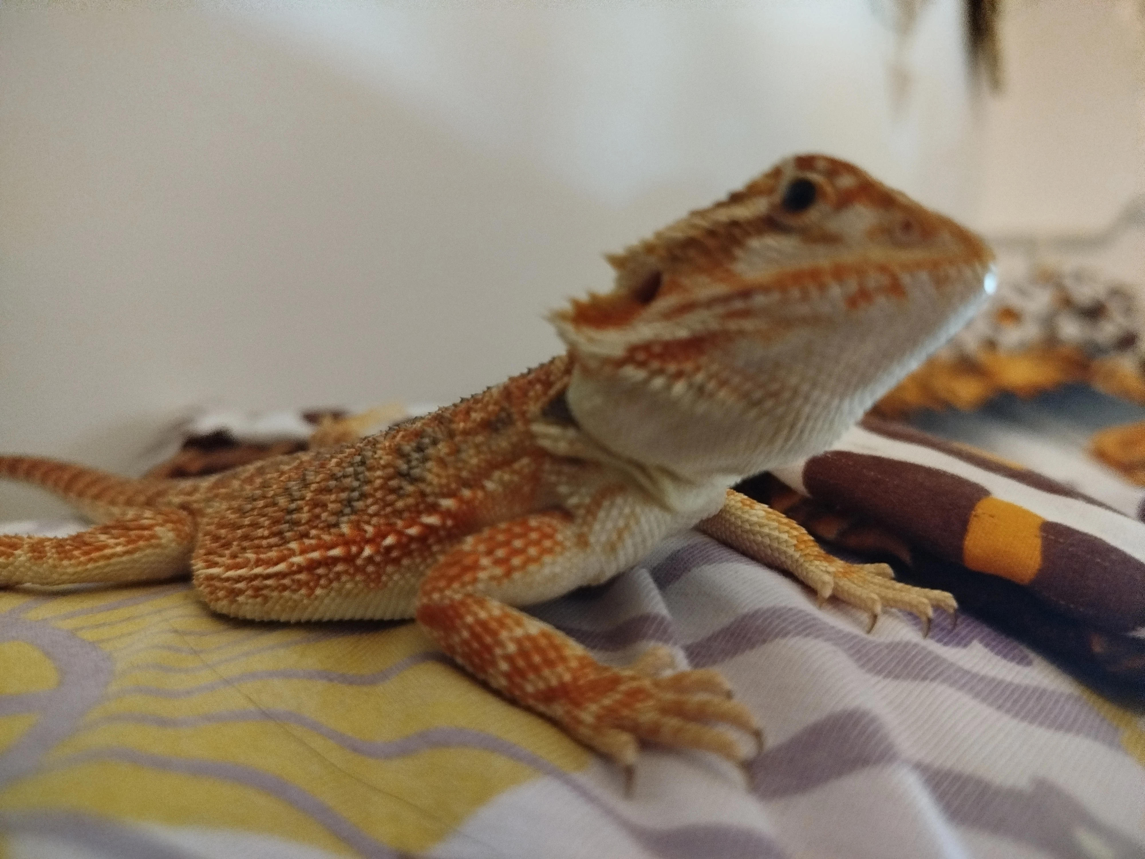 Agama vousatá