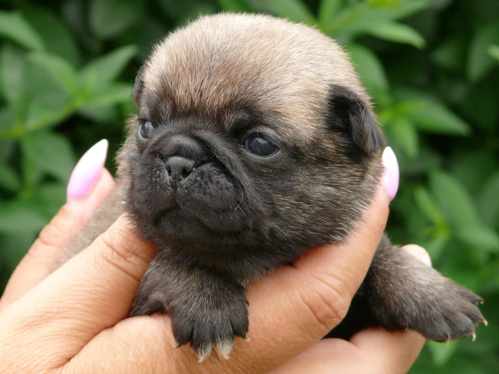 Mops - Štěňátka