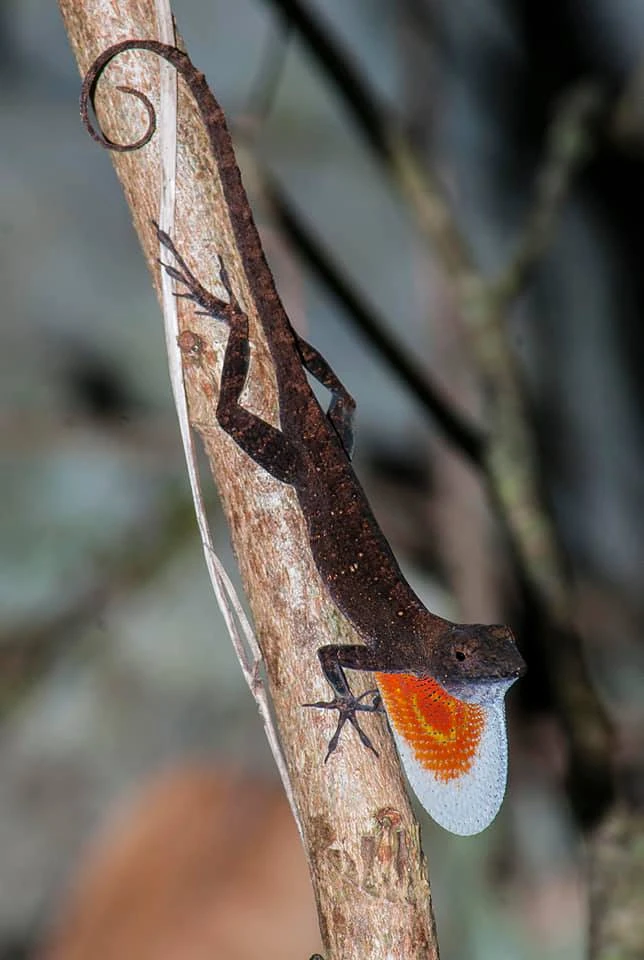 Anolis mestrei, sabanus