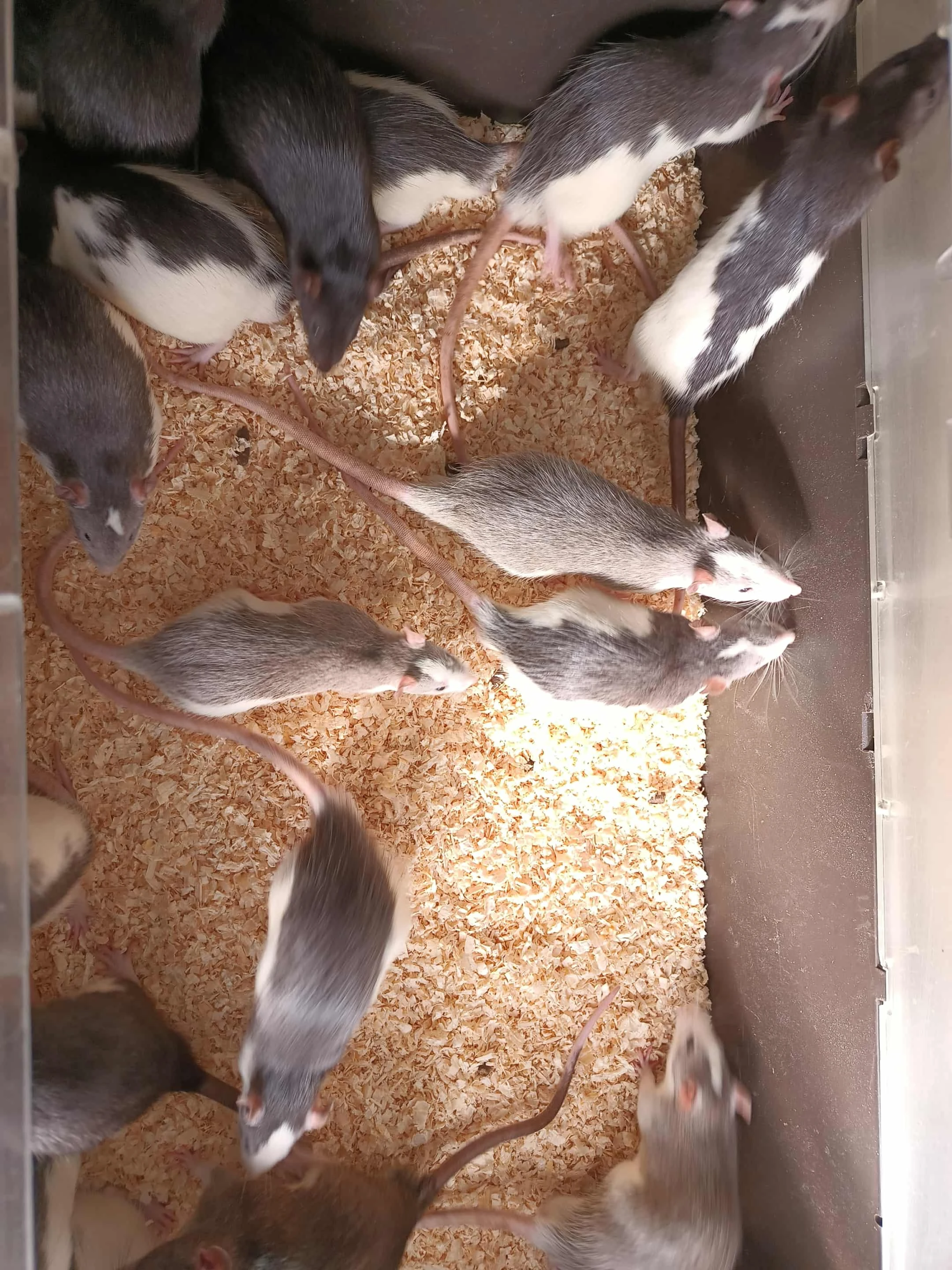 Potkani k odběru - různé velikosti