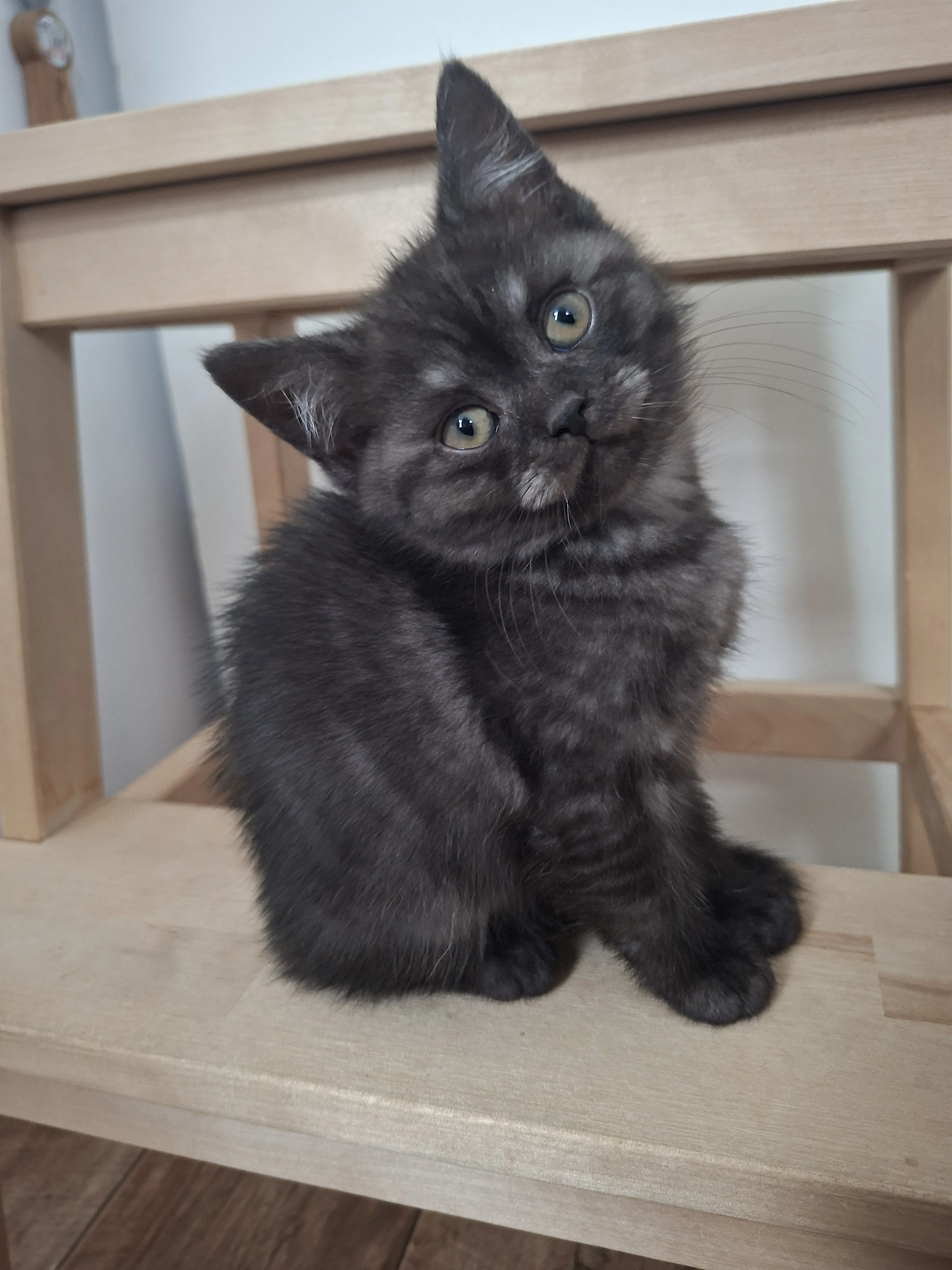 Britská kočka - Black smoke british shorthair