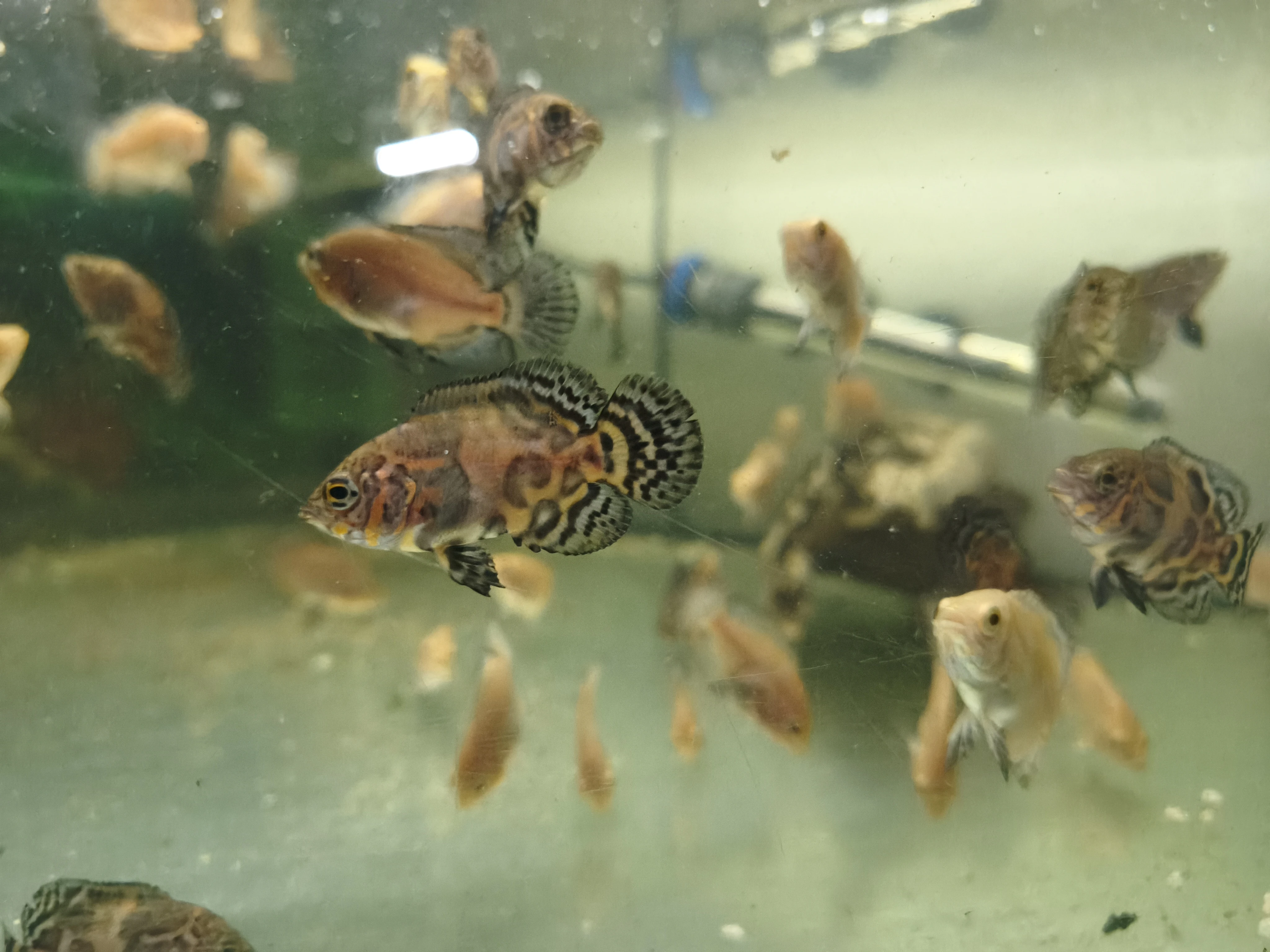 Vrubozubec paví / astronotus ocellatus